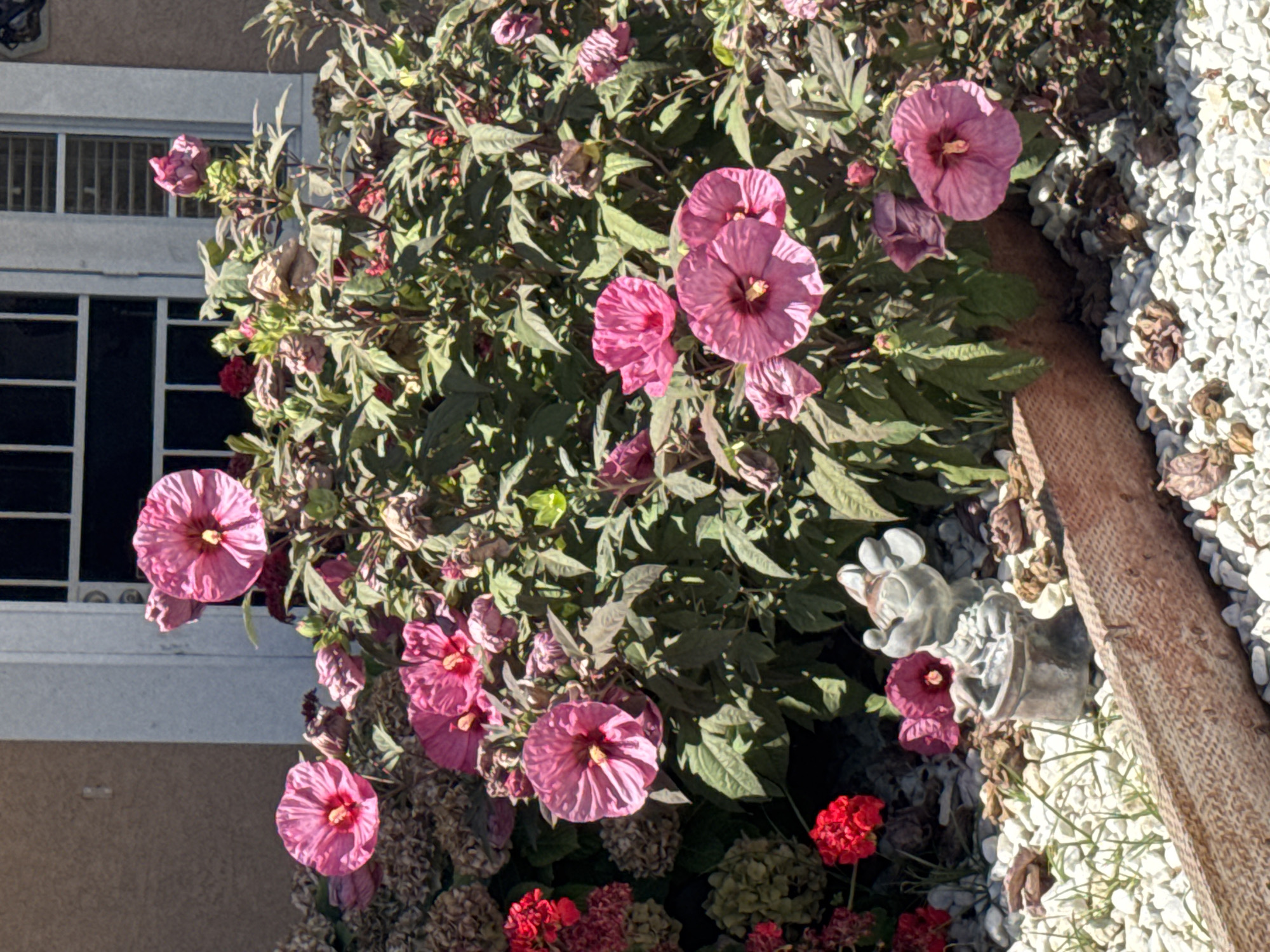 A medium shot captures a cluster of pink hibiscus flowers and a small garden gnome with a Mickey Mouse-like head, positioned in a garden bed filled with white gravel and dried brown leaves, in front of a building with a tan stucco exterior and a window with white mullions. The flowers are in various stages of bloom, with some fully open and others still budding. The gnome is made of grey, weathered material and is in a sitting position, holding a small bucket. The building behind the garden appears to be a residential or commercial property. The scene is illuminated by natural daylight, casting shadows on the ground and highlighting the textures of the flowers and gravel.