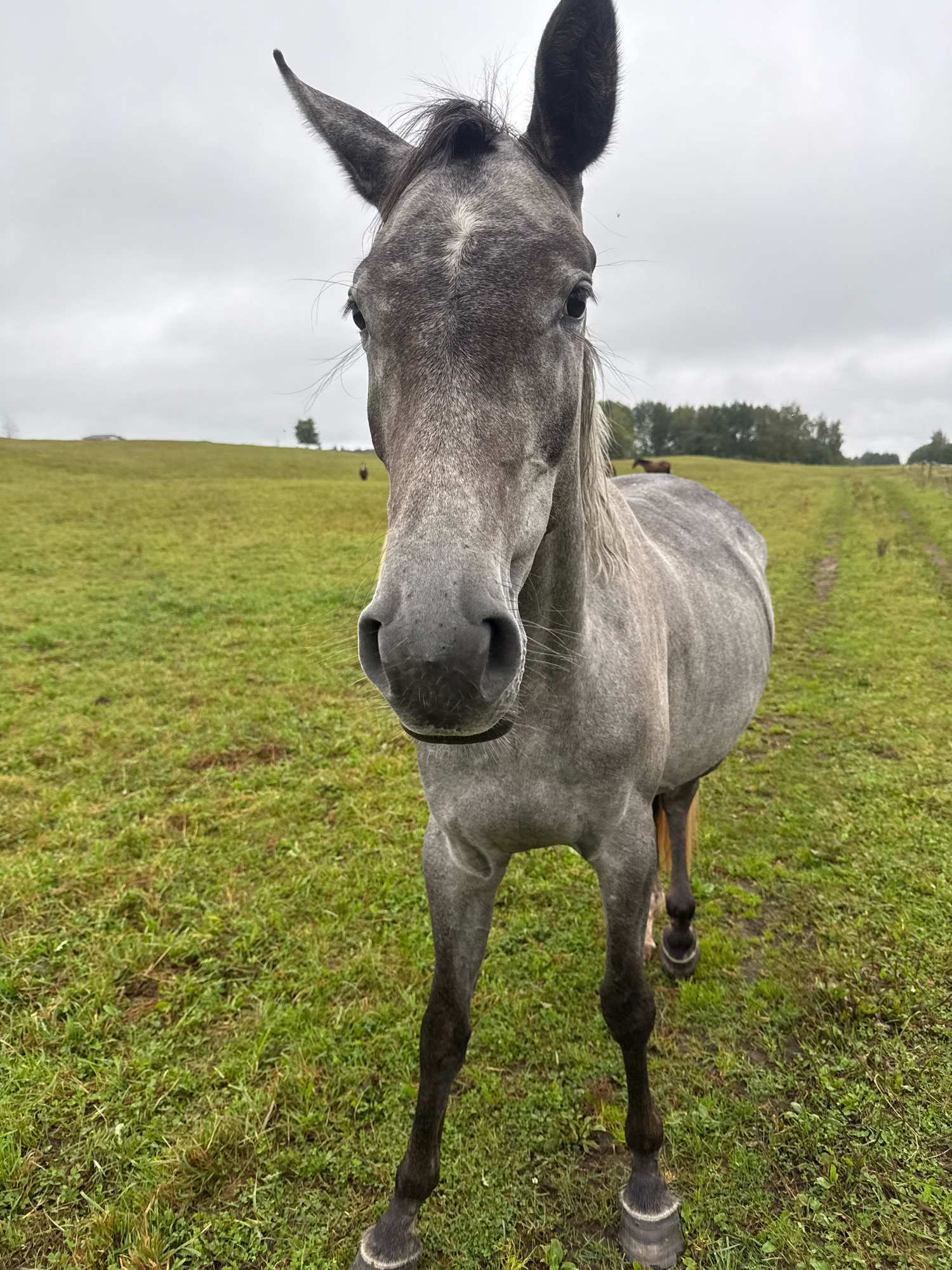 A grey horse stands in a grassy field under an overcast sky. The horse is facing the camera, with its head tilted slightly. Its mane is dark and stands out against its grey coat. The field is green with some brown patches, suggesting it may be a pasture. In the background, there are trees and a dirt path. The location is the city of Galinė, Lithuania.