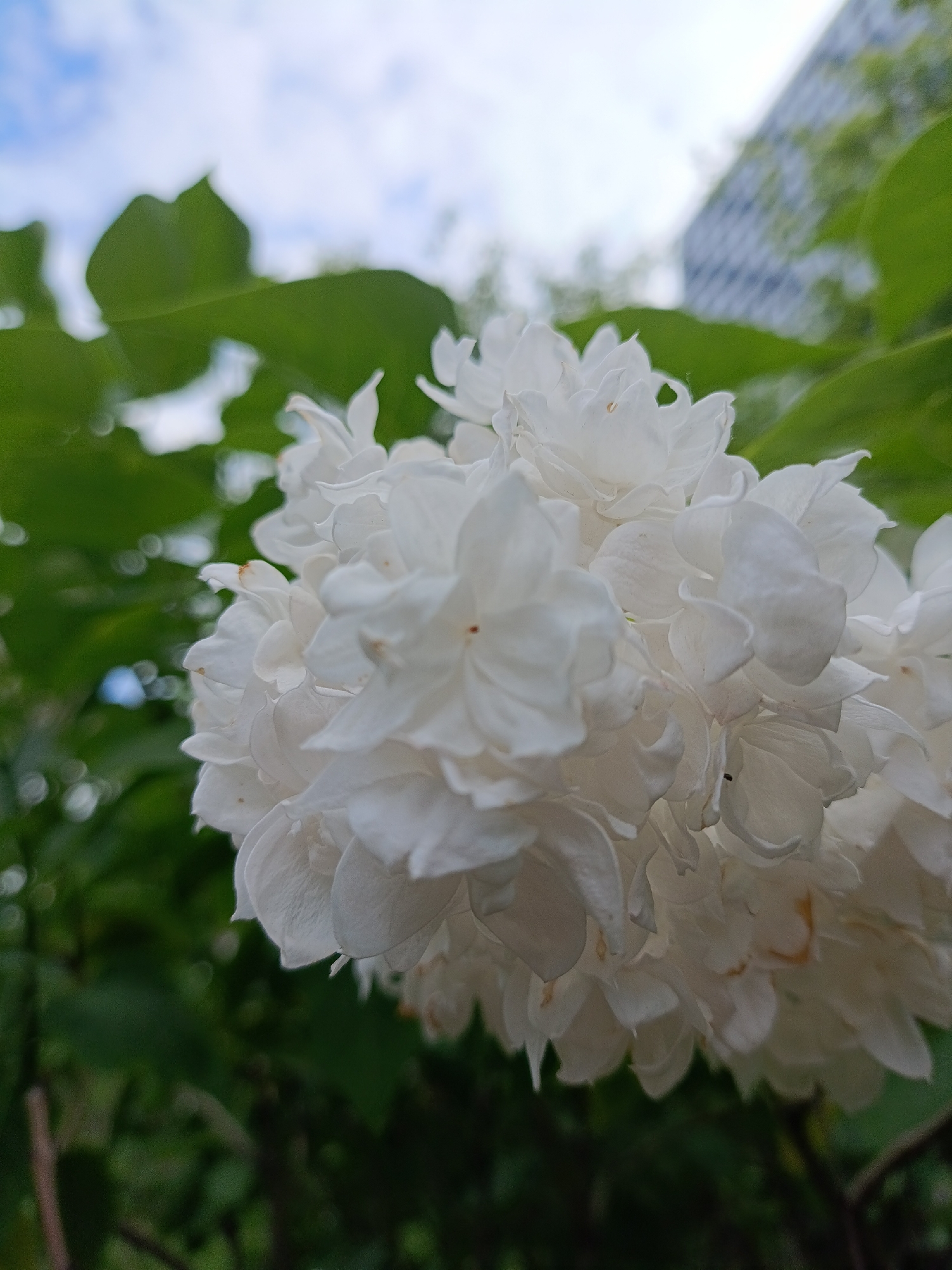 The image shows a close-up of a cluster of white flowers, possibly lilacs, in full bloom. Green leaves surround the flowers, creating a blurred background. In the distance, a building with a checkered pattern on its facade is visible, suggesting an urban environment. Based on the provided information that this is Moscow, Russia, the location is likely within the city.