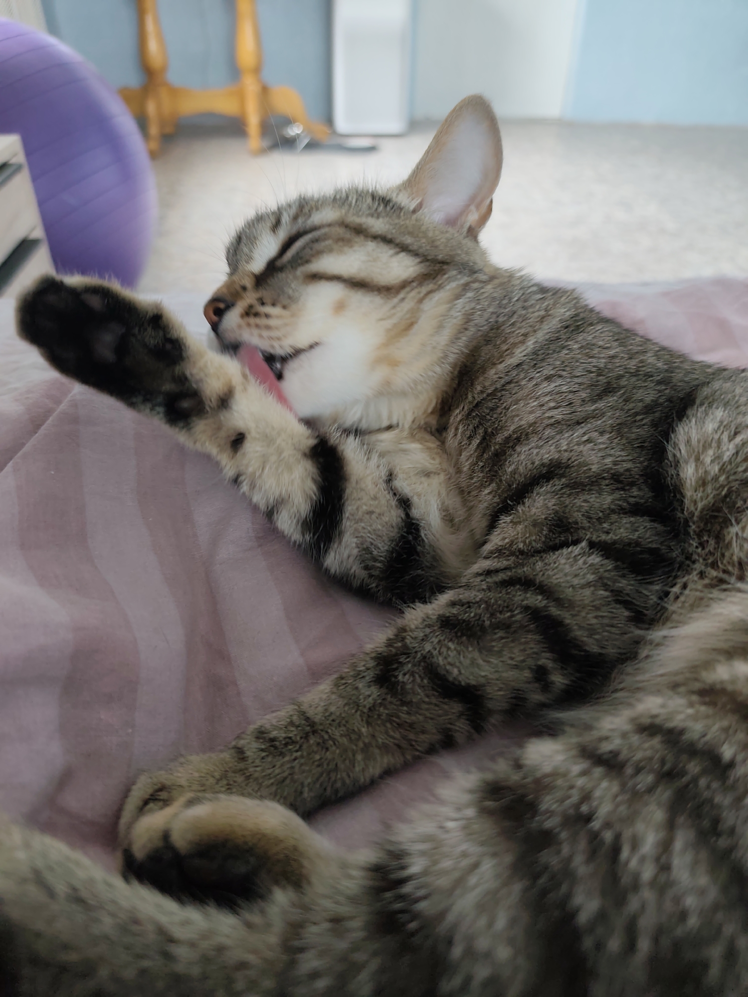 A gray tabby cat is lying on a striped pink and white blanket. The cat is on its side with its eyes closed, licking its front left paw. The paw is black and the cat's tongue is visible. In the background, there is a purple exercise ball, a wooden table with turned legs, and a white air purifier or similar appliance. The scene is indoors. The location is in the city of Chaikovsky, Russia.