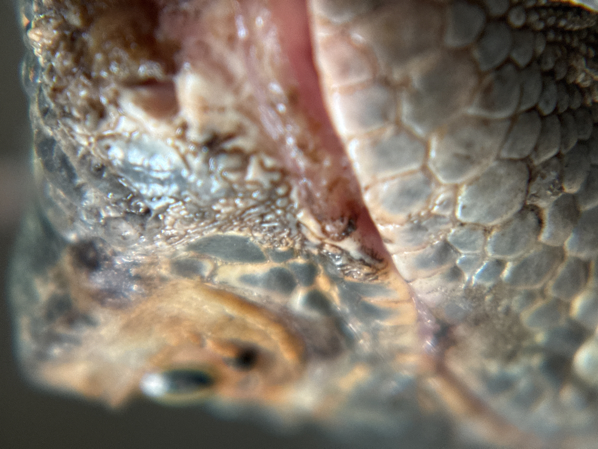 A close-up, macro photograph captures the head of a bearded dragon. The creature's scales are distinctly visible, with variations in color ranging from light grey and beige to darker brown and black. The eye, a prominent feature, is partially visible on the left side of the frame, appearing dark with a subtle greenish hue. The mouth is slightly open, revealing a pinkish interior and suggesting texture. The lighting highlights the rough, reptilian skin and emphasizes the intricate details of the scales. The background is out of focus and appears as a dark, muted blur, drawing full attention to the subject. The image does not depict any elements of the city of Nha Trang, Vietnam.