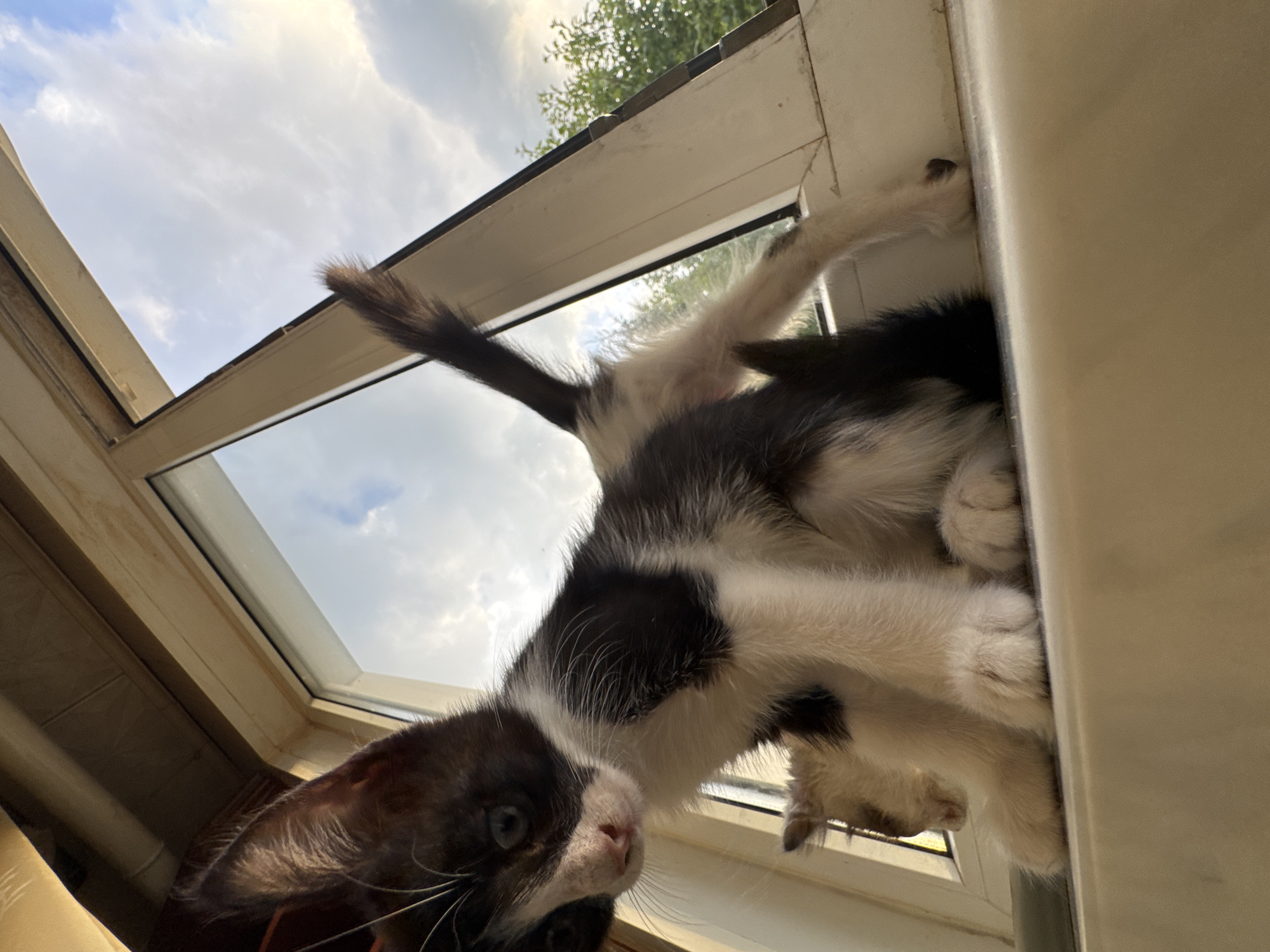 In this low-angle shot, a black and white kitten is precariously perched on the edge of an open window, looking down at the camera. The kitten's fur is a mix of black and white patches, and its blue eyes are wide and curious. Its front paws are gripping the white window frame, while its hind legs are dangling over the edge. The kitten's tail, mostly black with a white tip, is curled upwards.
Behind the kitten, the sky is visible with scattered white clouds, suggesting it might be daytime. The light filtering through the window suggests either morning or late afternoon. Hints of green foliage are visible outside the window, indicating a possible outdoor setting or a view of trees. The window itself appears to be a skylight or an angled window, judging by the perspective. The overall scene evokes a sense of playfulness and adventure, as the kitten explores its surroundings from a unique vantage point. No text is visible in the image.