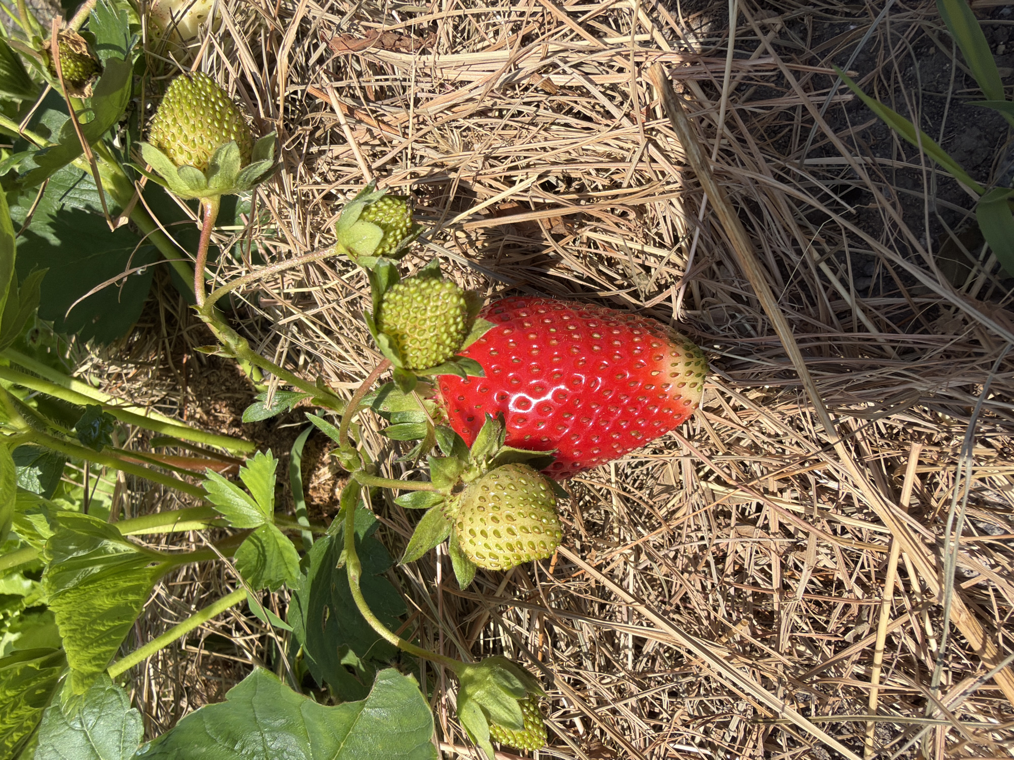 A ripe red strawberry rests on a bed of dry straw, partially shaded by green leaves. Several unripe green strawberries are visible on the plant, some still developing and others appearing larger and more mature, though still green. The scene is outdoors, suggesting a garden or field setting. The image is a close-up, focusing on the strawberry plant and its fruit. There is no indication of people, actions, or interactions. The environment appears to be a sunny day with shadows cast by the foliage. No information about the city of Khekhtsir, Russia is present in the image.