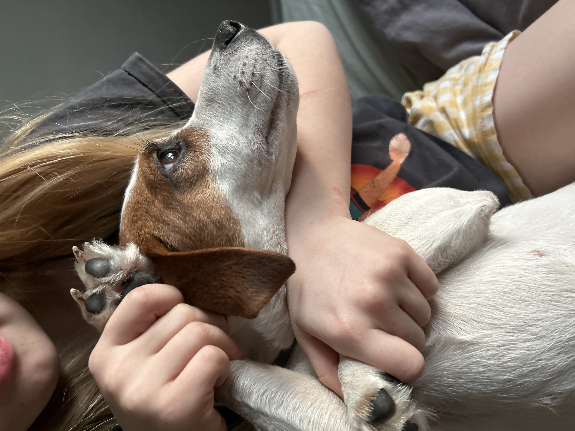 A person is lying down, holding a brown and white dog. The dog is lying on its back, with its paws in the person's hands. The person has blonde hair and is wearing a black t-shirt. The background is a gray wall. The location is unknown.