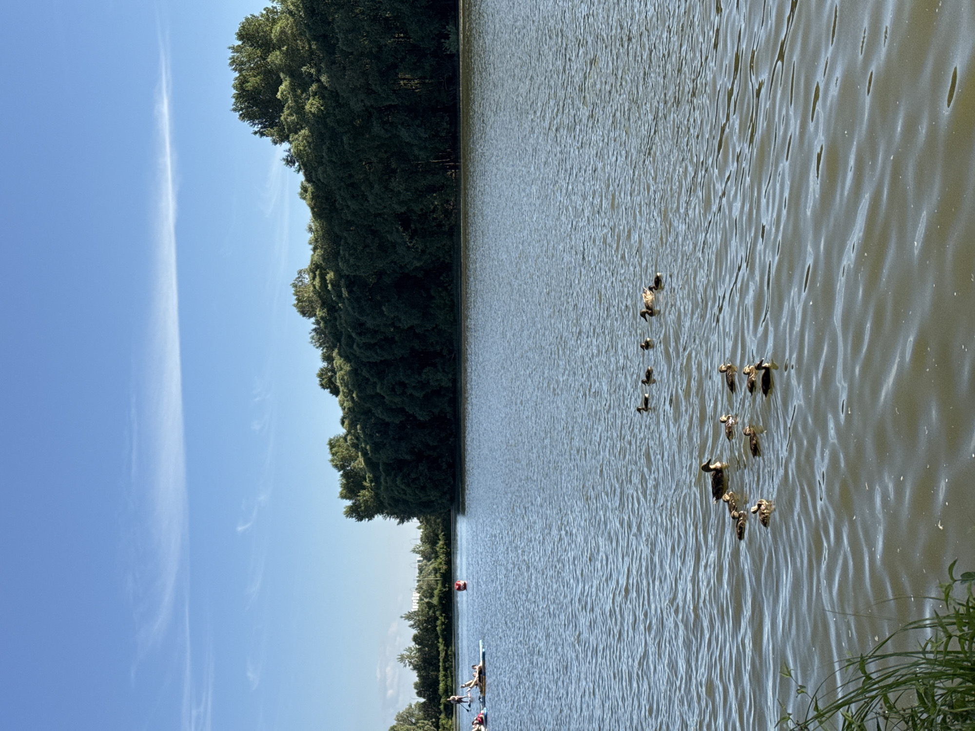 This is a vertical, full-shot photograph taken from a slightly elevated position overlooking a body of water. The scene depicts a serene lake or river, likely in Novosibirsk, Russia, on a bright, sunny day. The water is calm with a gentle ripple, reflecting the clear blue sky and the dense, dark green foliage of a forest that lines the far bank. The trees are tall and lush, creating a natural barrier along the water's edge.
In the water, a group of ducks are swimming, their dark silhouettes distinct against the lighter water. A few of the ducks appear to be ducklings, staying close to the adults. Further out on the water, a person is paddling a kayak. The kayak appears to be blue and is occupied by one or two individuals. Another person is visible in the foreground, also engaged in some water activity. A red buoy floats in the water, suggesting a designated area or a marker.
The time of day appears to be midday or early afternoon, given the bright sunlight and clear skies. The weather is pleasant and warm, ideal for outdoor water activities. The overall emotion evoked by the image is one of tranquility and natural beauty. There is no visible text in the image.