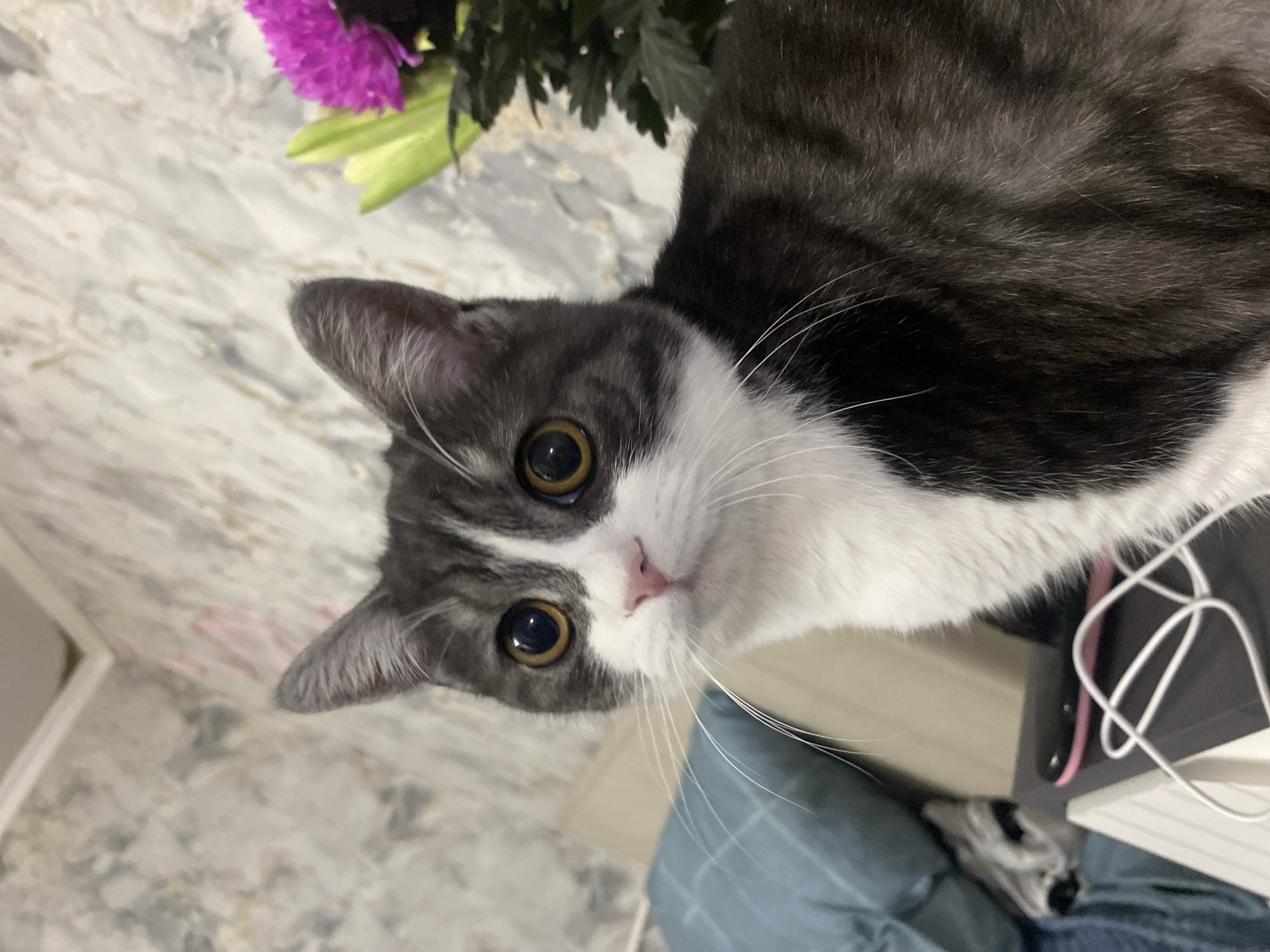 A gray and white cat with yellow eyes is positioned in the upper right and center of the frame. The cat's face is tilted towards the camera. In the upper left of the frame, there are purple flowers and green stems and leaves. The background appears to be a marbled surface. To the right of the cat are white cords, a black object with a pink edge, and a white object that looks like a keyboard. A blue surface is visible below the keyboard. There is a patterned surface on the lower left. The location is Unknown, Unknown.