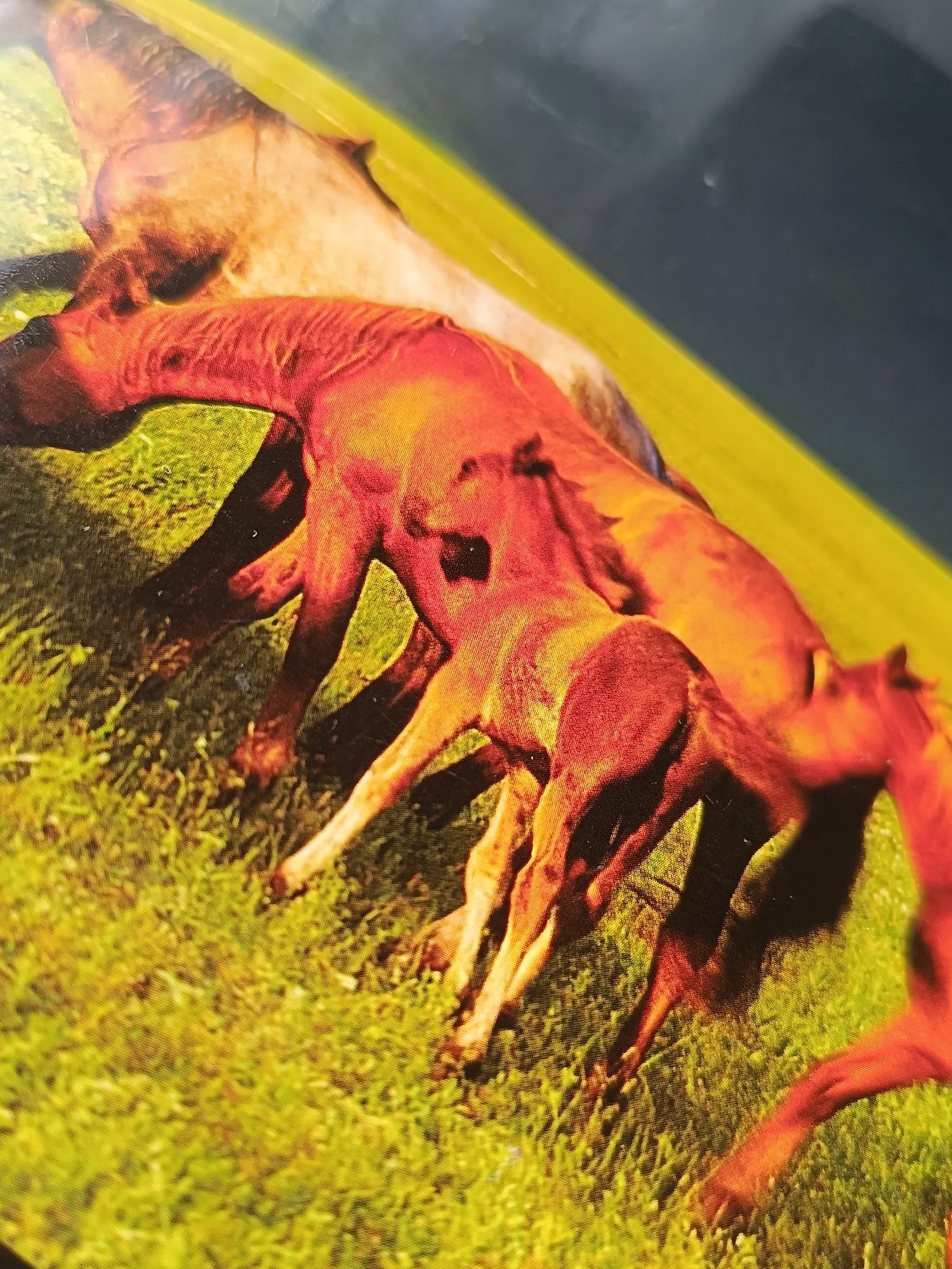The image shows a mare and two foals in a grassy field. The mare is light brown, and the foals are reddish-brown. They appear to be walking or running through the field. The location is not discernible from the image, and I cannot provide information about Pleven, Bulgaria.