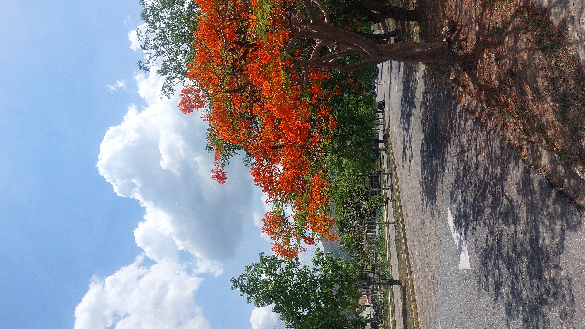 The image shows a street scene in San Diego, Venezuela. A large flamboyant tree with bright orange flowers dominates the upper right of the frame, casting shadows on the asphalt road. To the left, the sky is visible with scattered white clouds against a blue background. A row of green trees lines the street. A white arrow is painted on the road surface, indicating direction. There are no people visible in the frame.