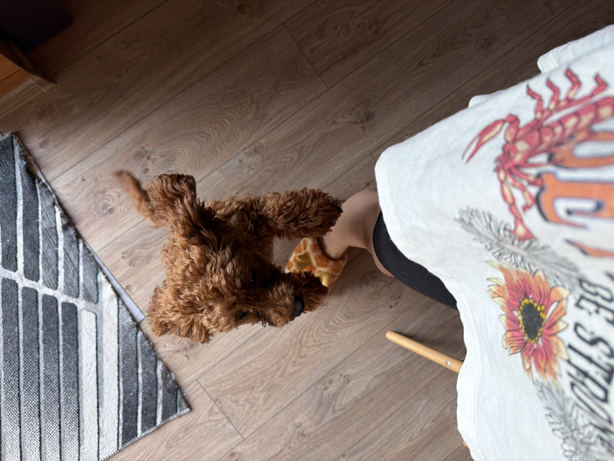 A high-angle medium shot shows a small, fluffy, reddish-brown dog playfully interacting with a human's foot on a wooden floor. The dog is leaning forward, with its front paws on a fuzzy orange and yellow slipper. The human's leg is visible, wearing black leggings and a white t-shirt with a graphic print of a sunflower and a lobster. A portion of a striped rug is visible in the upper left corner, and a light-colored wooden chair leg is positioned to the left of the human's leg. The environment appears to be indoors, with no discernible indication of the specific location within Sofia, Bulgaria.