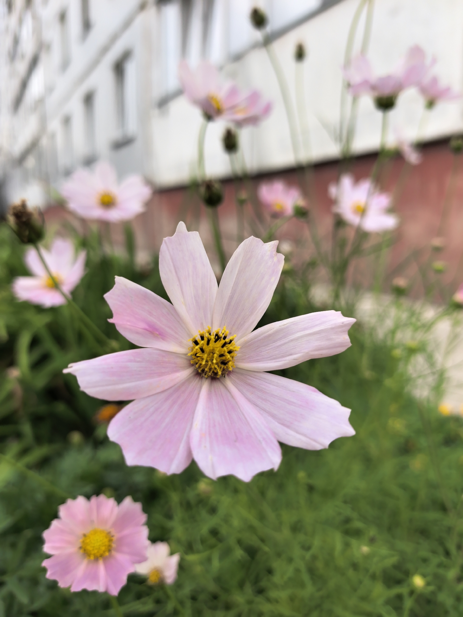A close-up shot focuses on a delicate pink cosmos flower in the foreground, its petals slightly curled and tinged with a softer pink. The flower's center is a vibrant yellow, surrounded by black stamens. In the background, several other pink cosmos flowers are visible, out of focus, interspersed with green foliage. Behind the flowers, a blurry, light-colored building with windows can be seen, suggesting an urban setting. The overall impression is one of natural beauty set against an architectural backdrop. The image was likely taken outdoors, in a garden or park area. There are no people or animals present in the scene. The lighting appears to be natural daylight, soft and diffused. The background bokeh effect, achieved through shallow depth of field, isolates the primary subject and creates a pleasing aesthetic. The environment appears to be a city, and it is not possible to determine the exact location within Novosibirsk, Russia, without additional information.