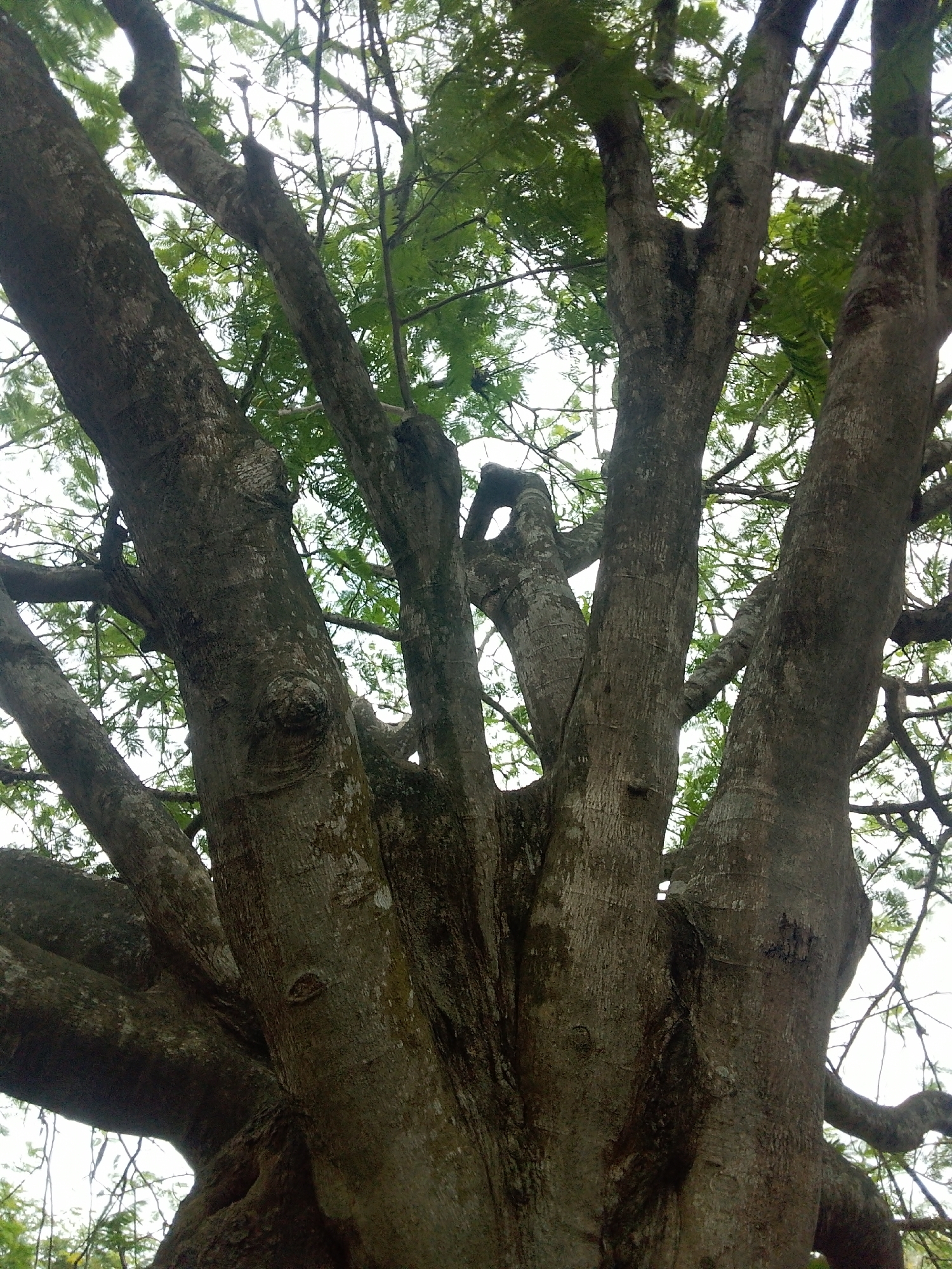 A close-up, low-angle shot shows the thick, textured trunk and branches of a large tree. The bark is a mix of gray and brown, with visible lines and some patches of lighter color. Multiple thick branches spread out from the central trunk, some forking into smaller limbs. Lush green foliage is visible in the background, indicating a natural, outdoor setting. The sky is bright and appears overcast or washed out. This image was taken in Iju, Nigeria, showcasing the local flora.