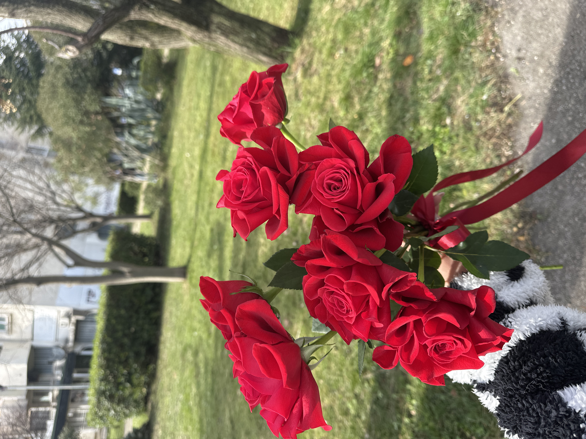A close-up, high-angle photograph captures a hand holding a bouquet of approximately eight red roses, wrapped with a red ribbon, in an outdoor urban setting in Šušanj, Montenegro. The hand is partially visible, clad in a black and white textured, possibly fuzzy, garment. The roses are in full bloom, displaying deep red petals with minimal visible foliage. In the blurred background, a manicured green lawn is visible, bordered by a trimmed green hedge. Several trees, some bare-branched and others with evergreen foliage, are scattered across the midground. A multi-story residential building with white facades, windows, and balconies is discernible in the distant background. The scene is illuminated by natural sunlight, casting faint shadows. A grey concrete or asphalt path is present in the lower right foreground.