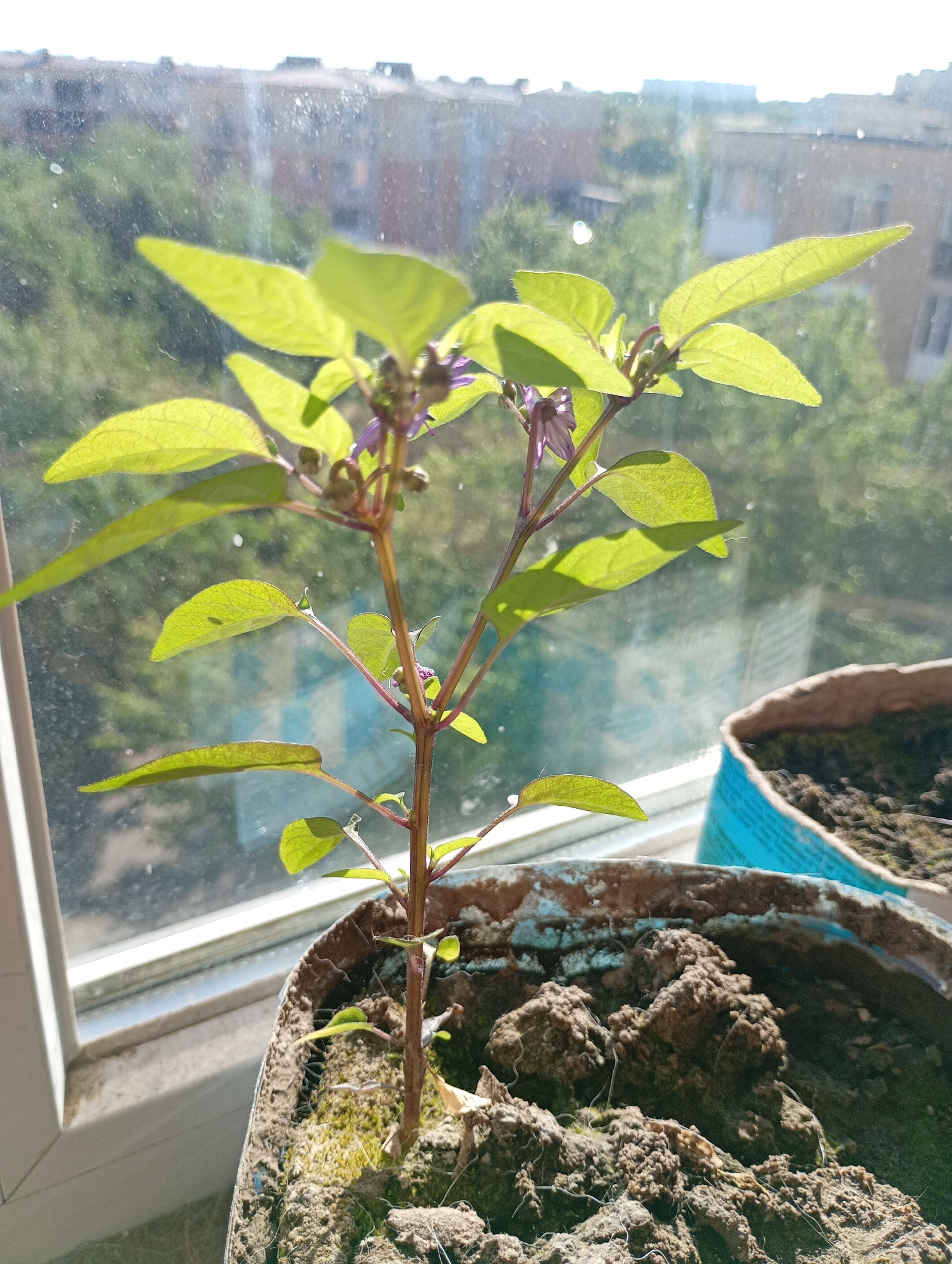 A close-up, eye-level shot captures a young plant with vibrant green leaves and small purple flowers growing in a potted container on a windowsill. The plant's stem is thin and reddish-brown, supporting several delicate leaves that are slightly translucent due to the sunlight filtering through them. Small, bud-like structures and tiny purple blossoms are visible at the top of the plant. The pot appears to be made of a fibrous material, possibly recycled paper pulp, with a teal-colored lining or accent. The soil within the pot is dark and textured, with some visible organic matter and fine white strands.
The background is softly blurred, suggesting the plant is indoors looking out. Outside the window, a sunlit urban landscape is discernible, featuring buildings and trees. The windowpane itself has a slight haze or dust, which softens the details of the exterior scene. The overall lighting is bright and natural, indicating daytime. The scene is set within a residential environment, likely an apartment or house in the city of Avanhard, Ukraine, based on contextual information. There are no people or animals visible in the image.