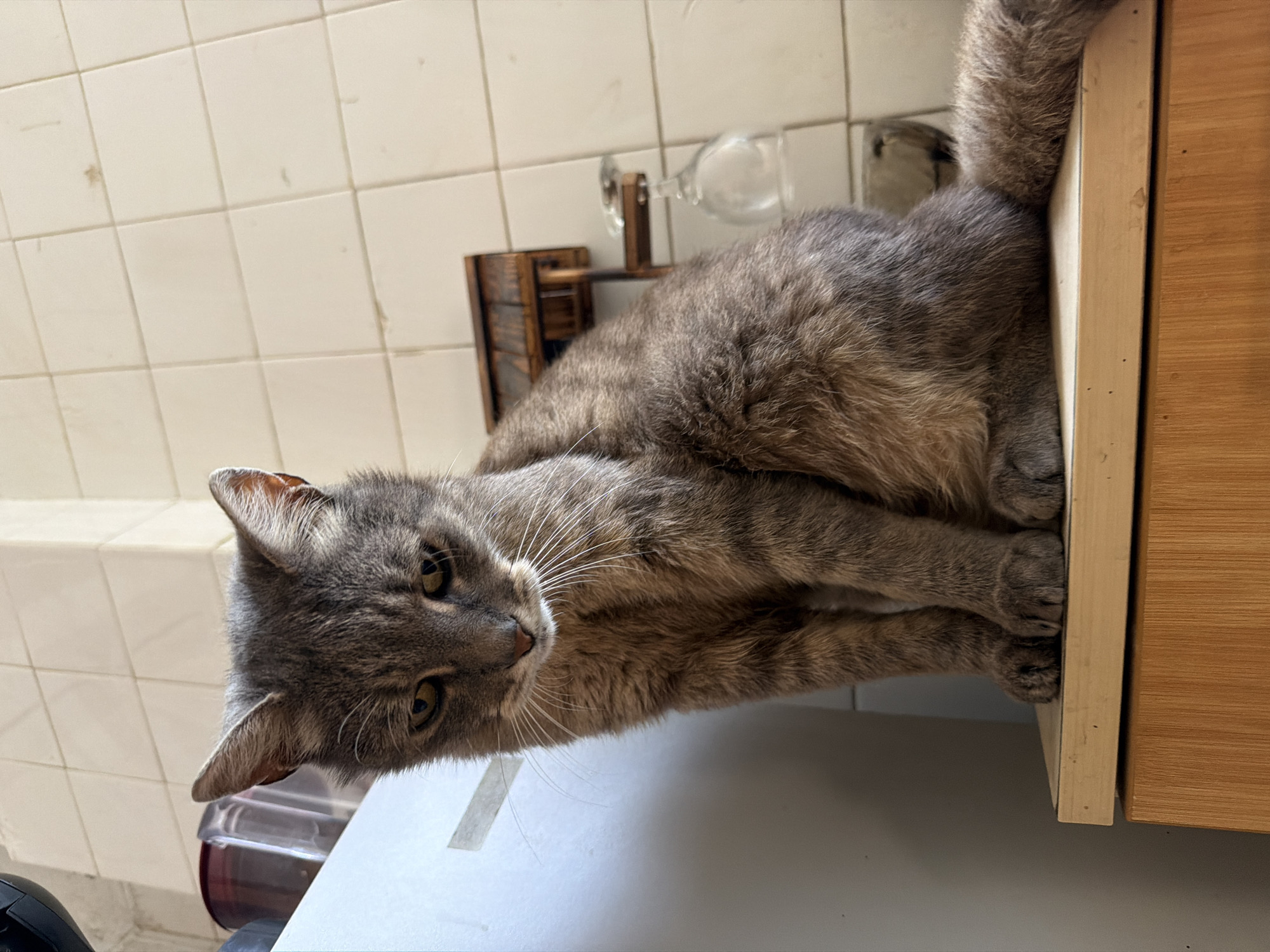 A medium shot, eye-level, indoor photograph shows a grey tabby cat sitting on a light wood-grained surface. The cat is facing forward and slightly to its left, with its head tilted downwards. Its fur is predominantly grey with darker tabby markings on its body and tail. The background consists of off-white square tiles, a portion of a light grey appliance on the left, and a small wooden shelf unit with a glass hanging from it on the right. The lighting appears to be natural or from an overhead source, casting soft shadows. The cat's expression is somewhat somber. This scene is located within a domestic interior, likely a kitchen or bathroom, within the city of Prosena, Bulgaria.