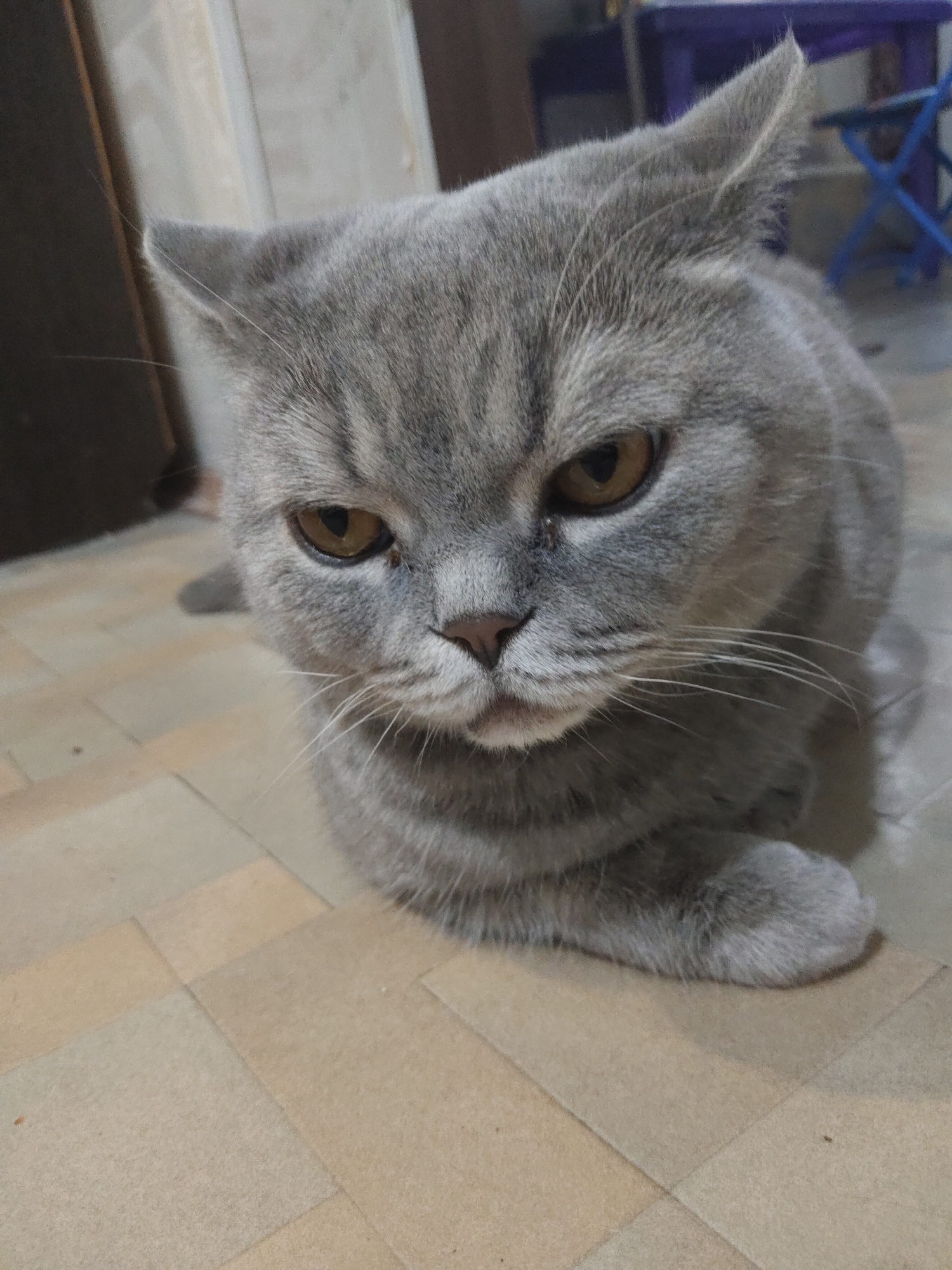 A gray cat is sitting on a tiled floor. The cat has amber eyes and short fur. In the background, there is a dark wooden door and a blue chair. The location appears to be indoors.