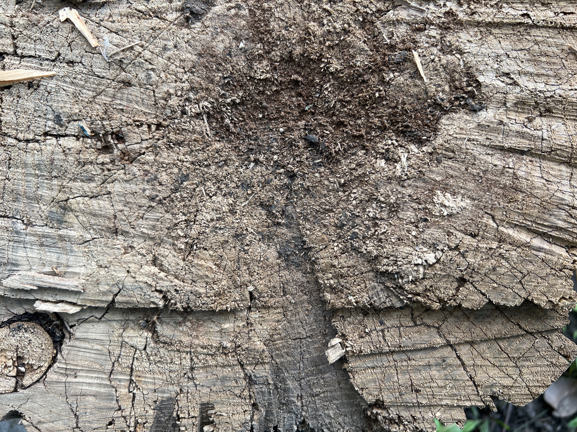 A close-up, overhead view of a weathered and cracked tree stump reveals its rough texture and natural grain patterns. The stump is predominantly light brown and grey, with darker areas of discoloration and small debris scattered across its surface. A circular knot is visible on the upper left portion of the stump, further emphasizing its age and organic nature. The surrounding environment is indistinct, with hints of green foliage and brown earth at the edges, suggesting an outdoor setting, possibly in a park or natural area within the city of Khryashchevka, Russia.