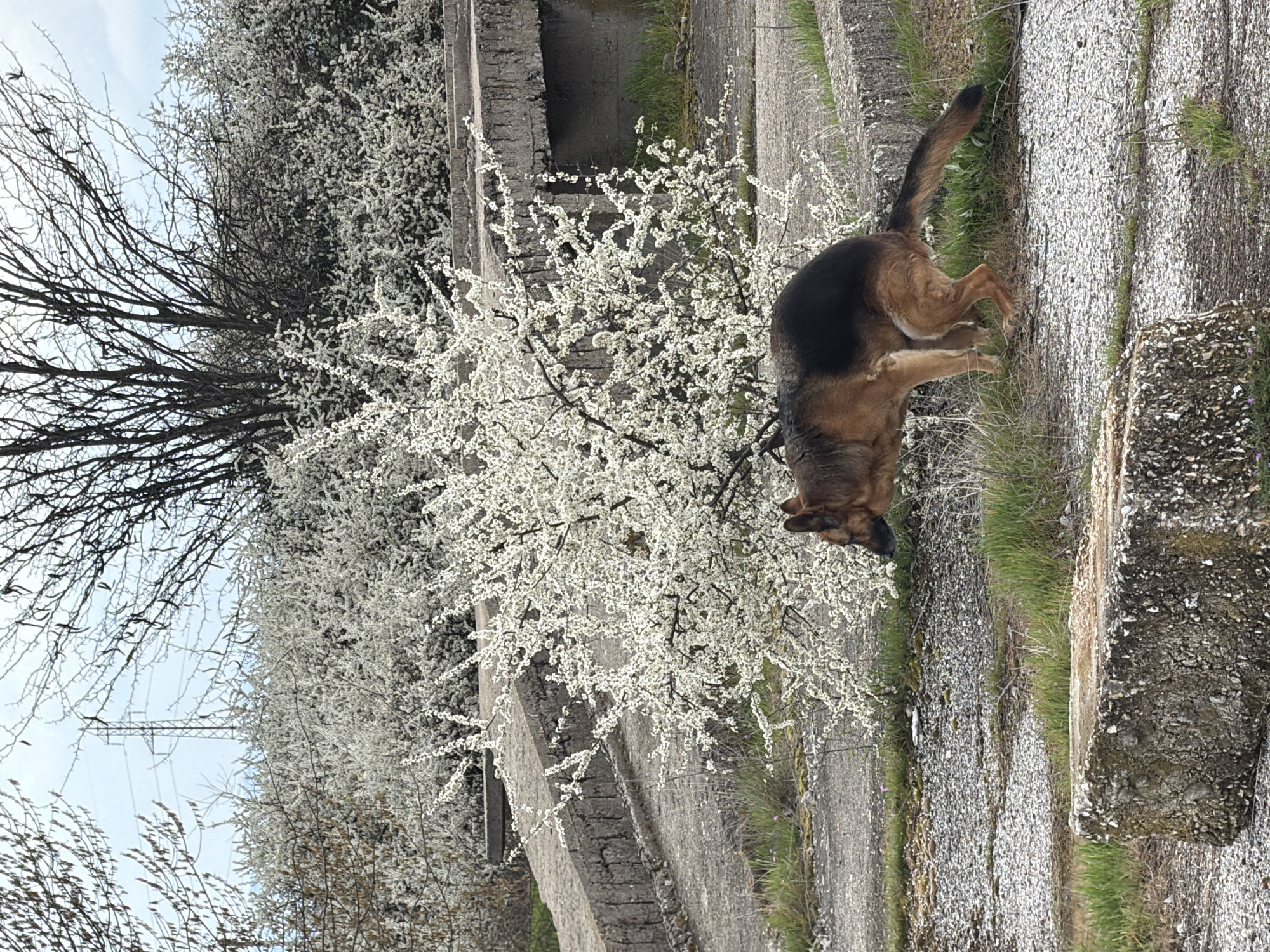 A German Shepherd dog urinates on a concrete structure near a tree with white blossoms. The location appears to be outdoors, possibly a park or natural area in Chirpan, Bulgaria, indicated by the architecture of the concrete structures and the types of trees and vegetation present. Power lines are visible in the distance.