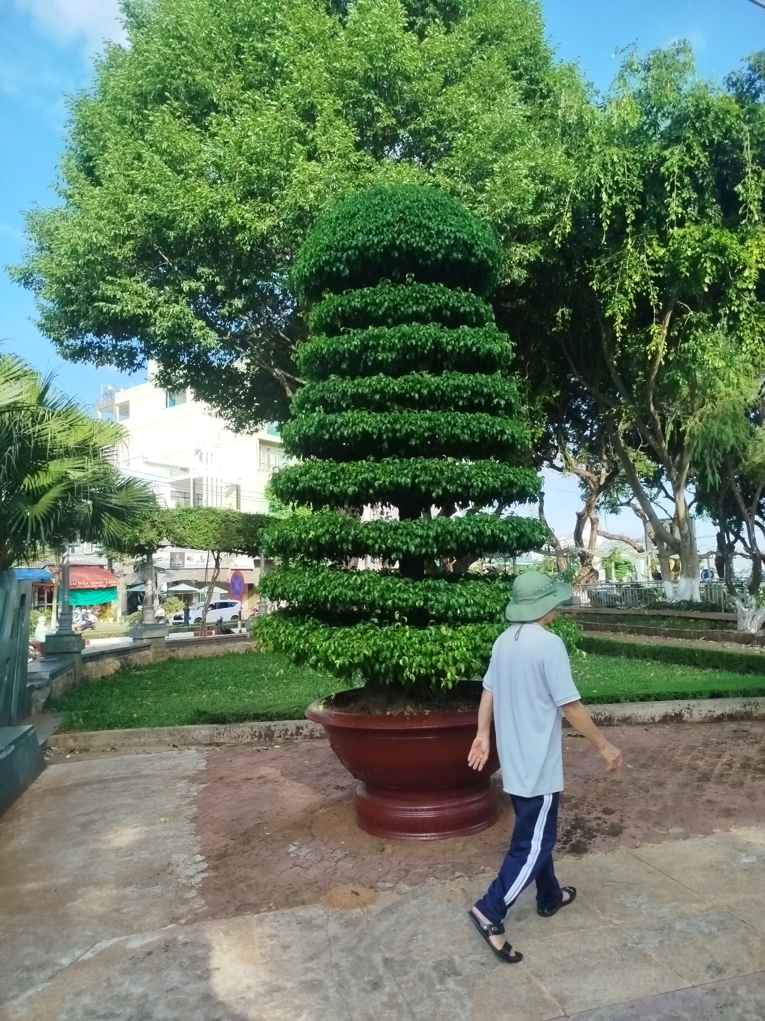 A person in a gray T-shirt, blue pants with a white stripe, and black sandals is walking across a paved area. They are wearing a light green sun hat. Next to them is a large potted plant, shaped like a tiered tree with several distinct layers of green foliage. Behind the plant is a grassy area and other trees, with a street and buildings visible in the background. The location appears to be Pleiku Ward, Vietnam. The sky is blue and clear. The time of day appears to be daytime.