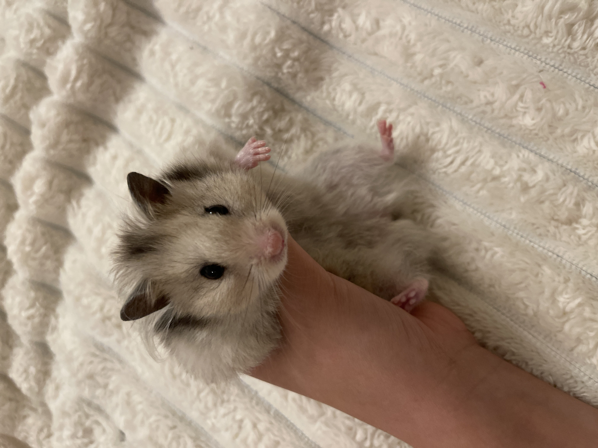 A hamster is being held in a person's hand, with its body resting on a textured white blanket. The hamster has light brown and grey fur with dark eyes and ears. The person's hand is holding the hamster securely from below. The blanket appears to be soft and fluffy, with a striped pattern. The scene is dimly lit, suggesting an indoor setting. There is no information available about the location in Tallinn, Estonia.
