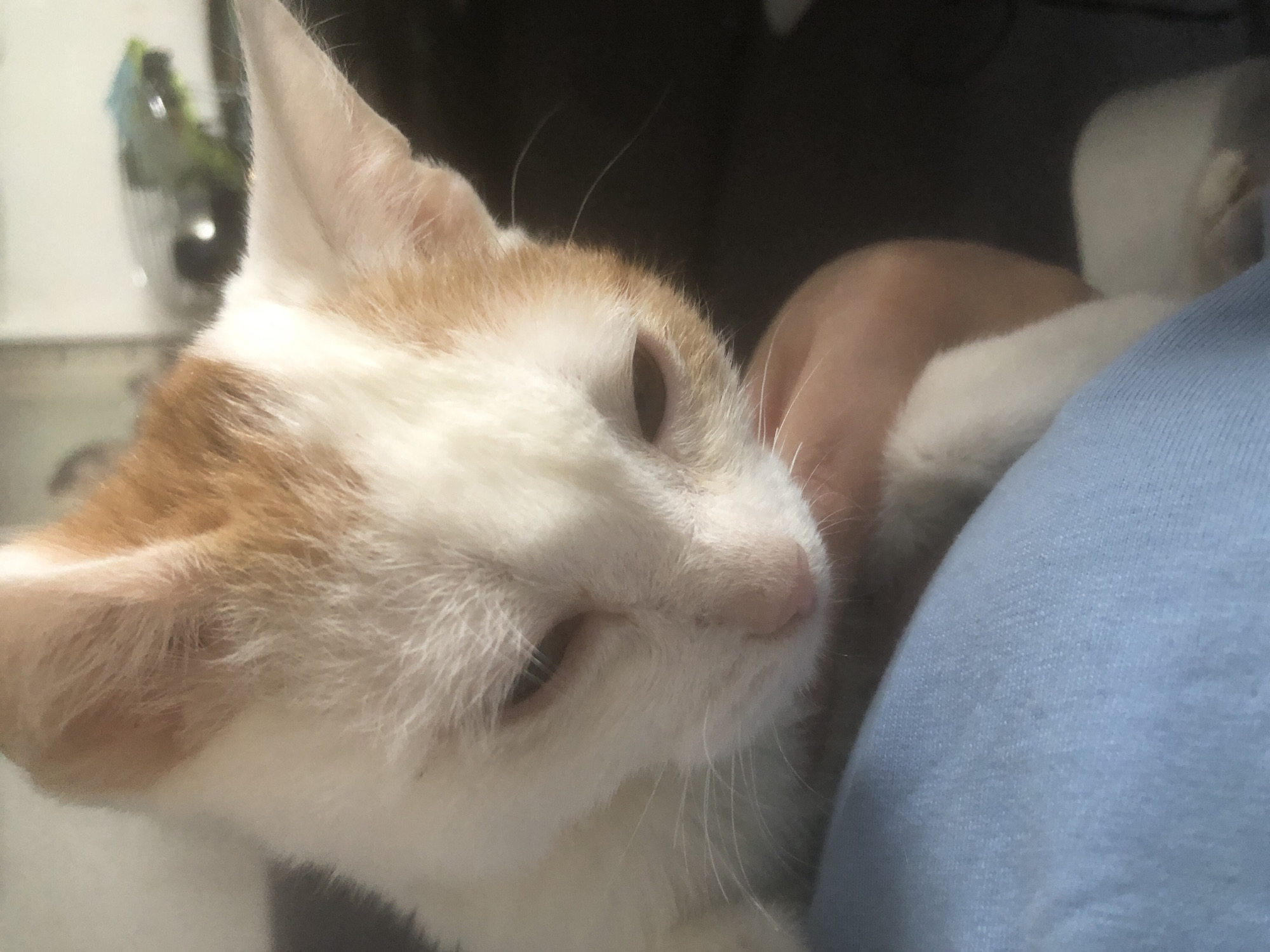 A close-up photograph shows a light orange and white cat resting its head on a person wearing a light blue shirt. The cat's eyes are mostly closed. The location in the city of Nyagan, Russia, cannot be determined from the given image.