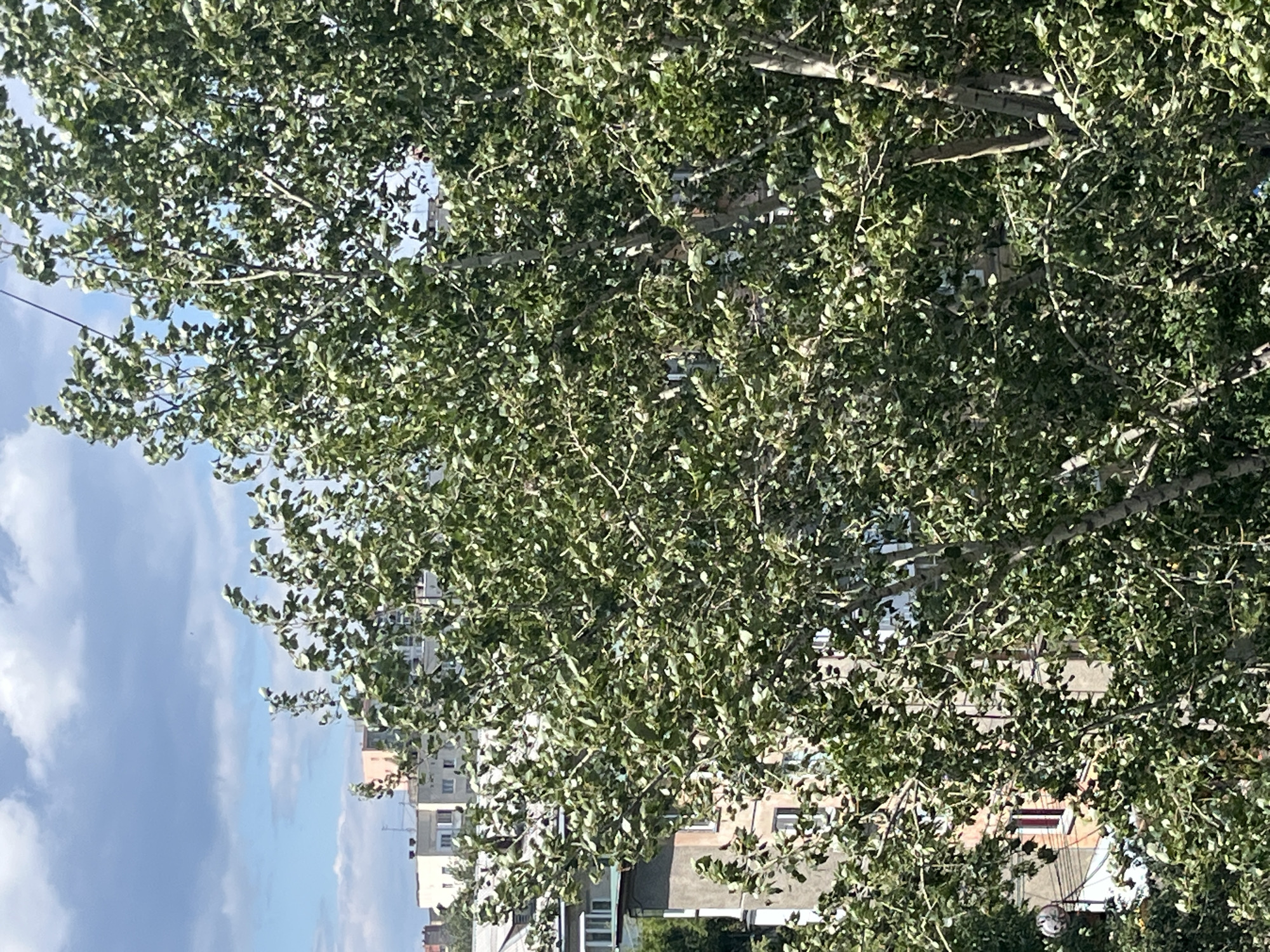 The image shows a view through the branches of a large, leafy tree, with buildings visible in the background. The sky above is partly cloudy, with patches of blue. The buildings appear to be residential blocks, typical of urban Soviet-era architecture, with balconies and multiple floors. The tree is lush and green, suggesting it is either spring or summer. The overall impression is an urban scene, likely in Chelyabinsk, Russia, characterized by the presence of mature trees interspersed with apartment buildings. There are no people or animals visible in the frame.