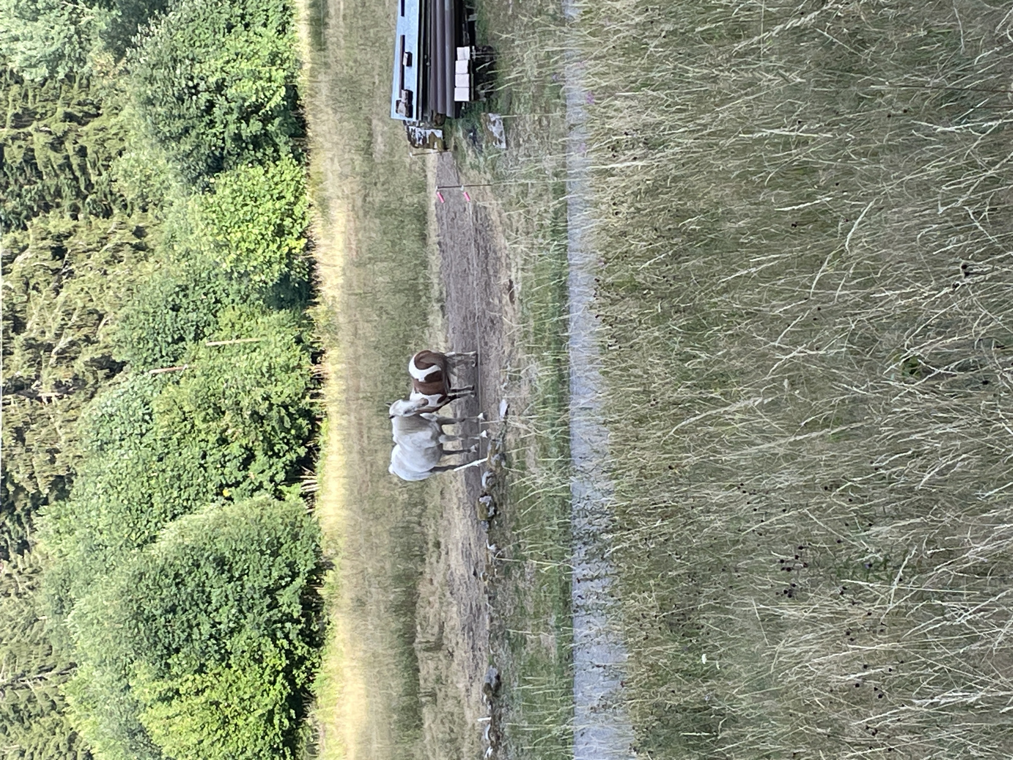 In an outdoor scene with a dense forest in the background, two horses are present in a field. One horse is white, and the other is brown and white. They are standing in a dusty area with some rocks and debris. To the right of the horses, there are stacked metal pipes and some concrete blocks. The field is covered in dry grass, with some green trees and bushes in the mid-ground. A paved surface, possibly a road or path, runs horizontally across the lower portion of the image, dividing the foreground of tall, dry grass from the mid-ground. The location is identified as Gérardmer, France.