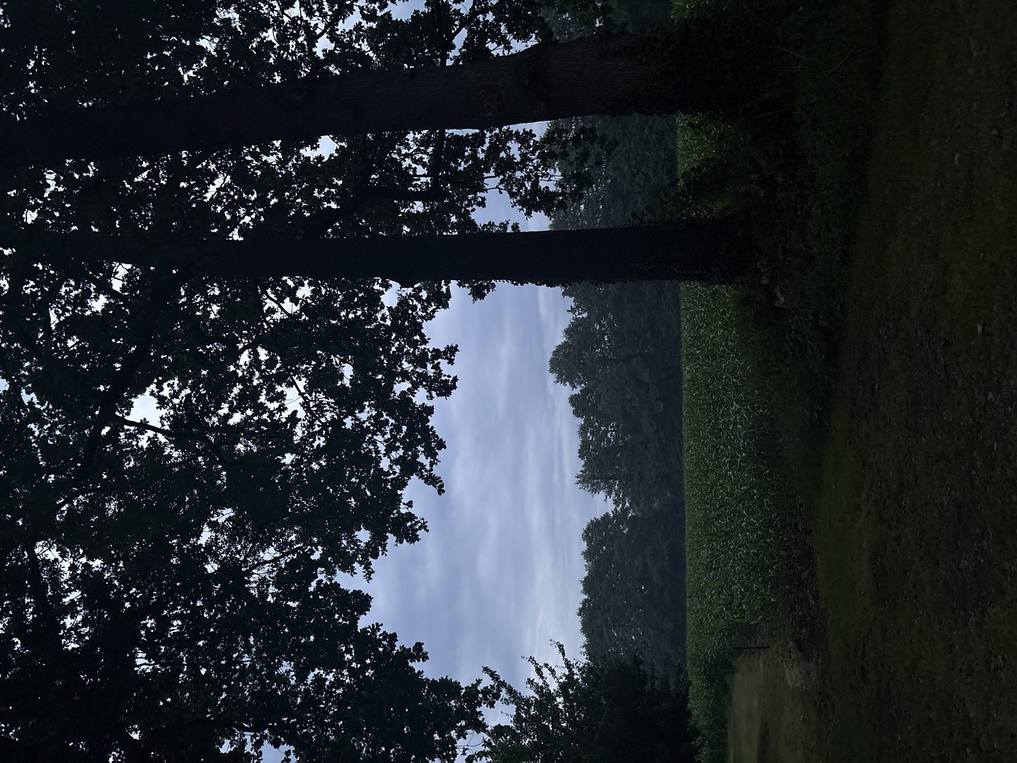 The image captures a view of a cornfield adjacent to a wooded area under a cloudy sky. In the foreground, two large trees with dense foliage create a dark silhouette, framing the scene. The cornfield stretches across the middle ground, its green stalks extending towards the horizon. Behind the cornfield, a line of trees forms a dark backdrop against the overcast sky. The overall lighting suggests it is either early morning or late evening, with a lack of direct sunlight. The location is identified as being in the city of Delbrück, Germany.