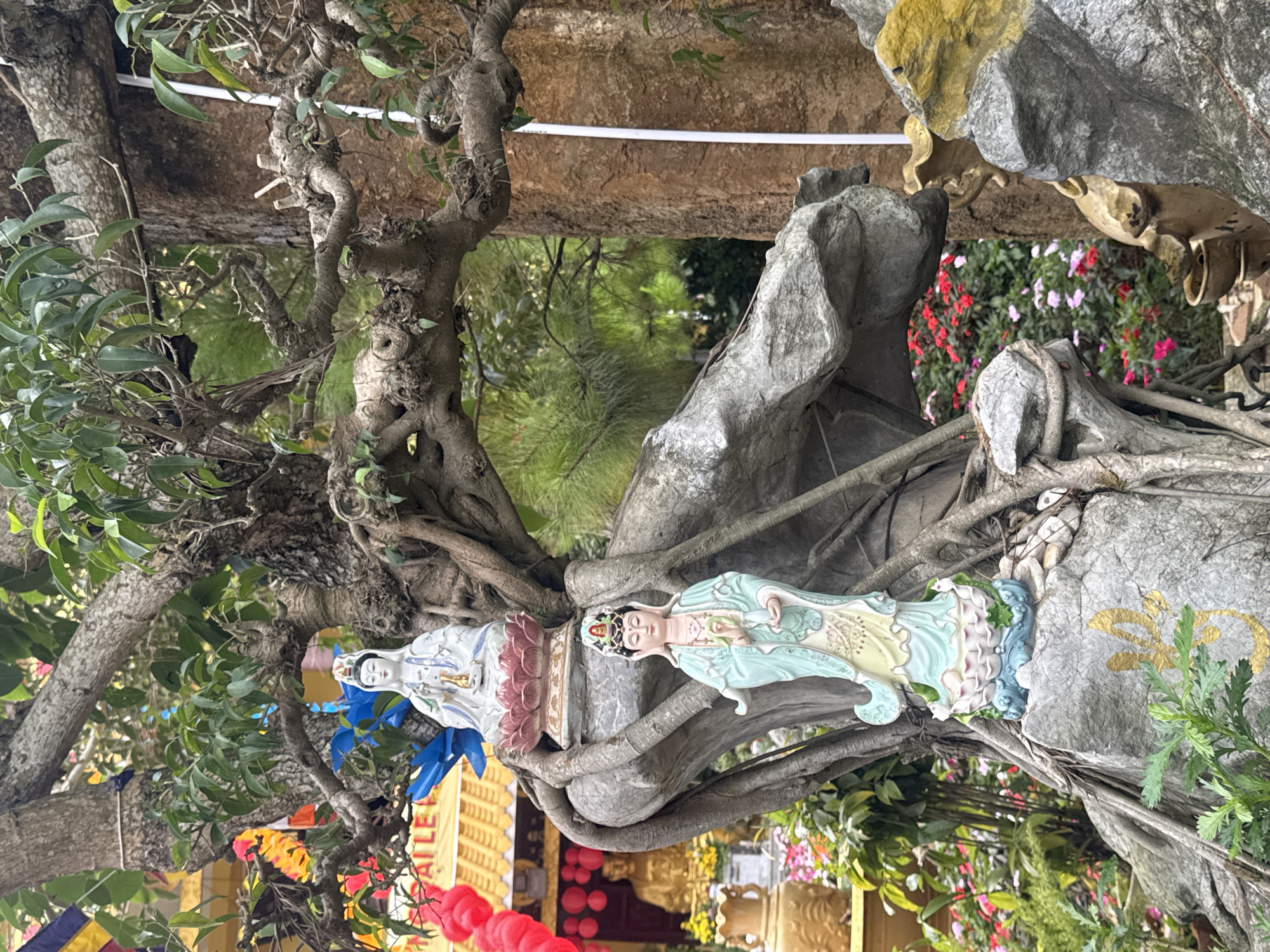 The image shows two statues of a woman, likely a deity, nestled within the intricate roots of a large, old tree. One statue is predominantly white with blue accents and sits slightly behind and to the left of the other. The second statue, which is more prominently featured, is adorned in pale blue and yellow robes, with delicate facial features and a headdress. Both figures appear serene.
The tree's gnarled branches and exposed roots dominate the foreground, intertwining with the stone formations and the statues. Behind the tree and statues, a backdrop of lush greenery and colorful flowers is visible, suggesting a garden or an outdoor spiritual site. The flowers are a mix of red, pink, and white.
In the lower portion of the image, hints of a building with yellow and red decorations are visible, possibly indicating a temple or a shrine. Red balloons are also present in the lower left corner.
The overall scene evokes a sense of peace and spiritual tranquility, blending natural elements with religious iconography. The lighting suggests it is daytime, with no specific indications of weather conditions. The visible text "ATTLEY" on a banner in the lower left corner, although partially obscured and rotated, may be a brand name or part of a dedication. The context provided places this scene in Da Lat, Vietnam.