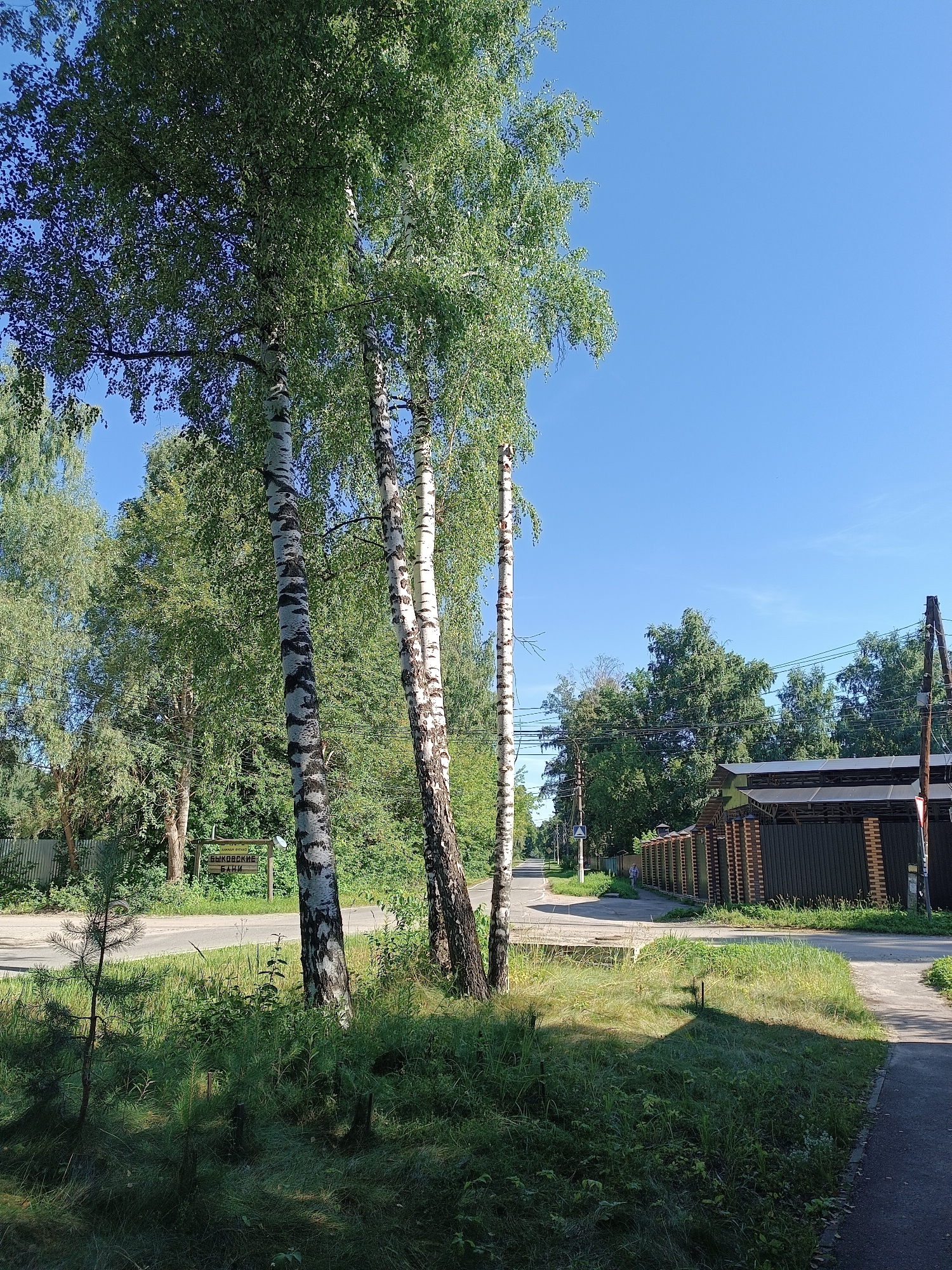 This is a sunny, daytime, medium-angle, eye-level, full-shot photograph of a street scene in Bykovo, Russia. The foreground features a grassy area with a small pine sapling and several darker, smaller plants, shaded by the dappled sunlight filtering through trees. In the middle ground, a paved road curves to the left, bordered by more grass and a wooden signpost with Cyrillic text reading "ВЫКОВСКИЕ БАНИ" (Bykovskie Bani), indicating the presence of a banya establishment. Several tall birch trees with characteristic white and black bark are prominent. On the right side of the road, a long fence constructed of brick and dark vertical panels encloses a property, with a covered structure visible behind it. The background consists of dense green foliage and trees, with a clear blue sky above. A single person in light clothing is walking along the paved path to the left of the fence. Utility poles with electrical wires are visible along the right edge of the road.