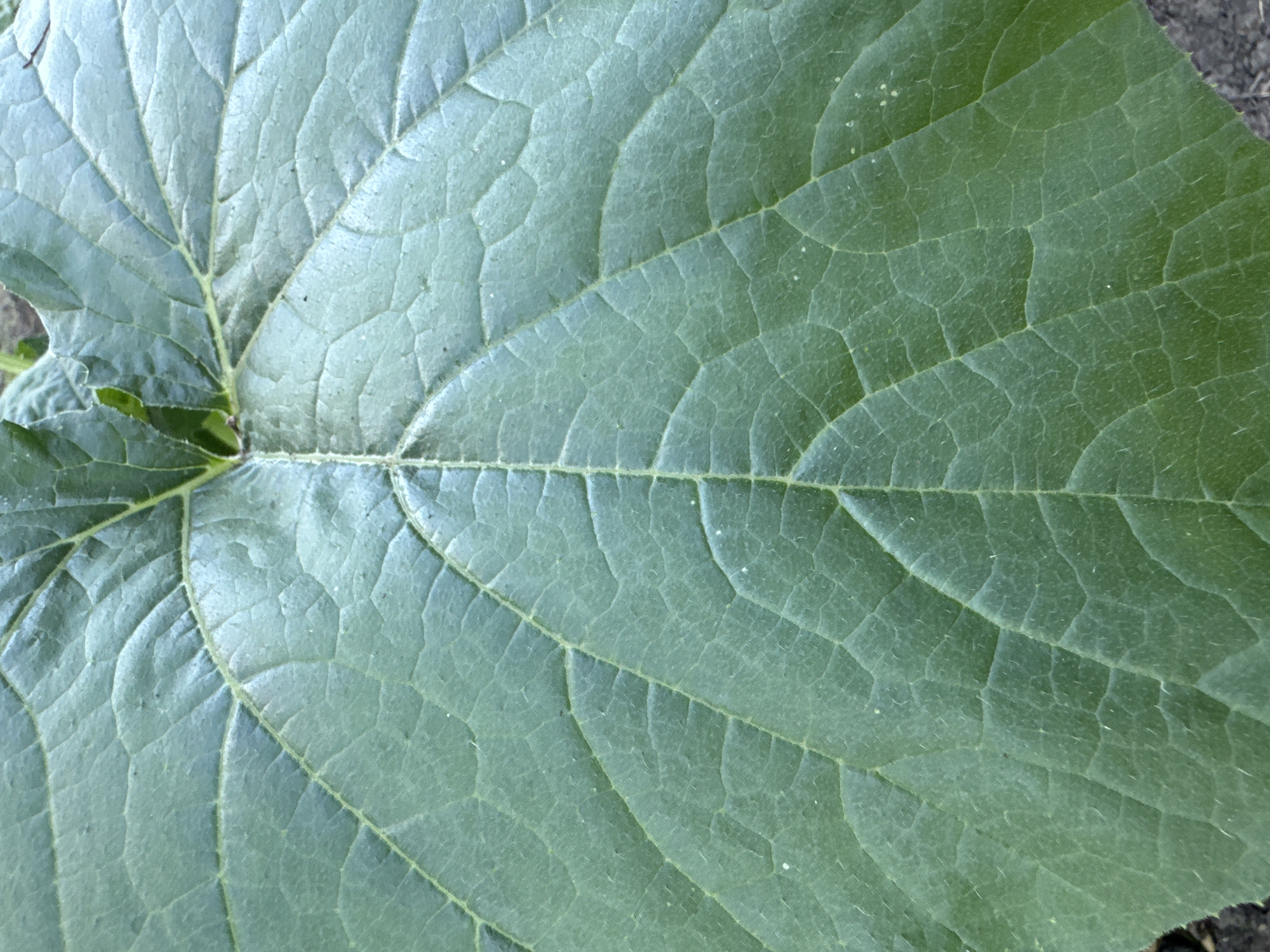 A close-up shot focuses on the intricate vein structure of a large, green leaf. The leaf exhibits a palmate venation pattern, with prominent veins radiating from a central point and branching out into a network of smaller veins. The surface of the leaf appears slightly textured and is a deep, rich green color. The lighting highlights the raised veins, creating a subtle contrast with the surrounding leaf tissue. The bottom edge of the image shows a hint of dark, soil-like ground. No people or specific city landmarks are visible.