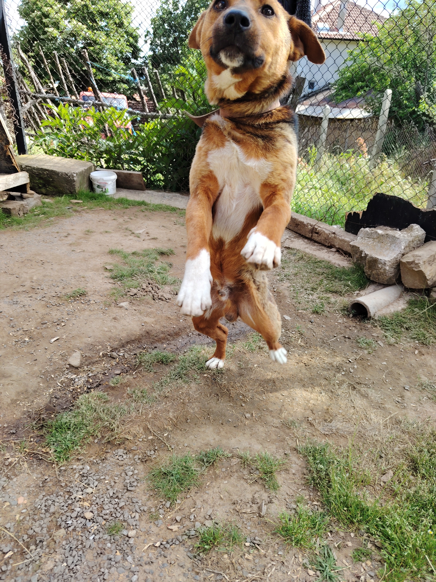 A medium-sized dog with tan and white fur stands on its hind legs in an outdoor area. The dog appears to be in mid-jump or playful stance. Its front paws are raised, and its ears are perked up. The background shows a chain-link fence with some vegetation and buildings visible beyond. The ground is dirt with some patches of grass and gravel. To the left, there is a concrete block and a white bucket. To the right, there are several large rocks and a section of concrete pipe. The scene is located in Sini Rid, Bulgaria.