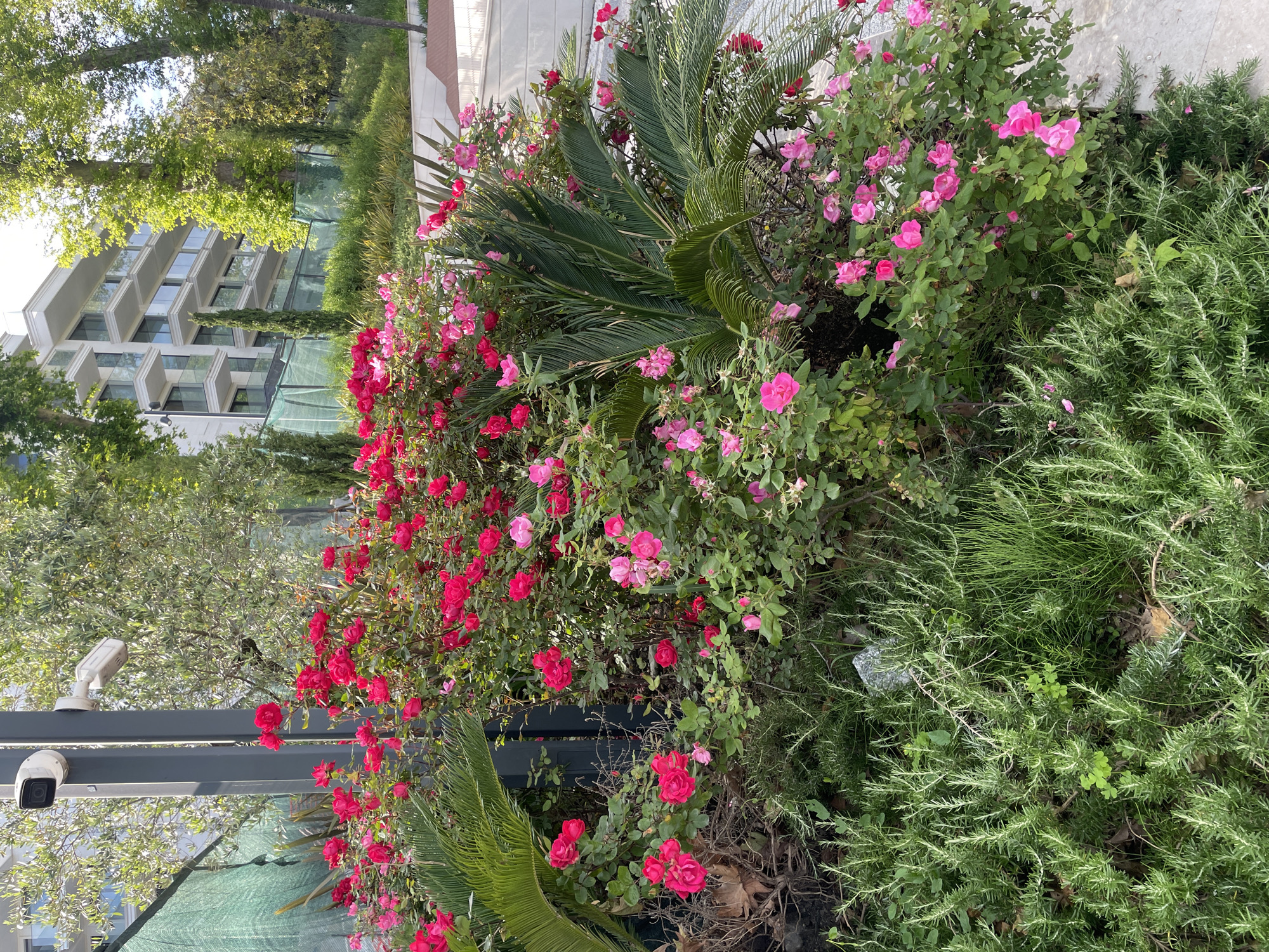 This image depicts a vibrant, well-maintained garden scene in Sochi, Russia, captured under bright daylight. The foreground and midground are dominated by lush plantings, primarily featuring numerous pink and red roses in full bloom, interspersed with various green foliage. A large, prominent palm-like plant, likely a cycad, with dark green fronds, stands out among the roses. To the right, dense green bushes with needle-like leaves, possibly rosemary, fill a significant portion of the frame.
In the lower left, two white security cameras are mounted on a dark grey, sturdy structure, partially obscured by the foliage. Beyond the immediate garden, a modern multi-story building with a white facade, featuring numerous windows and balconies, is visible through the trees and greenery. Various deciduous trees with bright green leaves stand in the background, adding to the verdant setting. A light green mesh or netting is also visible in the midground, suggesting a protected or constructed area within the landscape. The lighting indicates clear, sunny weather, casting distinct shadows and highlighting the vivid colors of the flowers. No people or visible text are present in the image.
