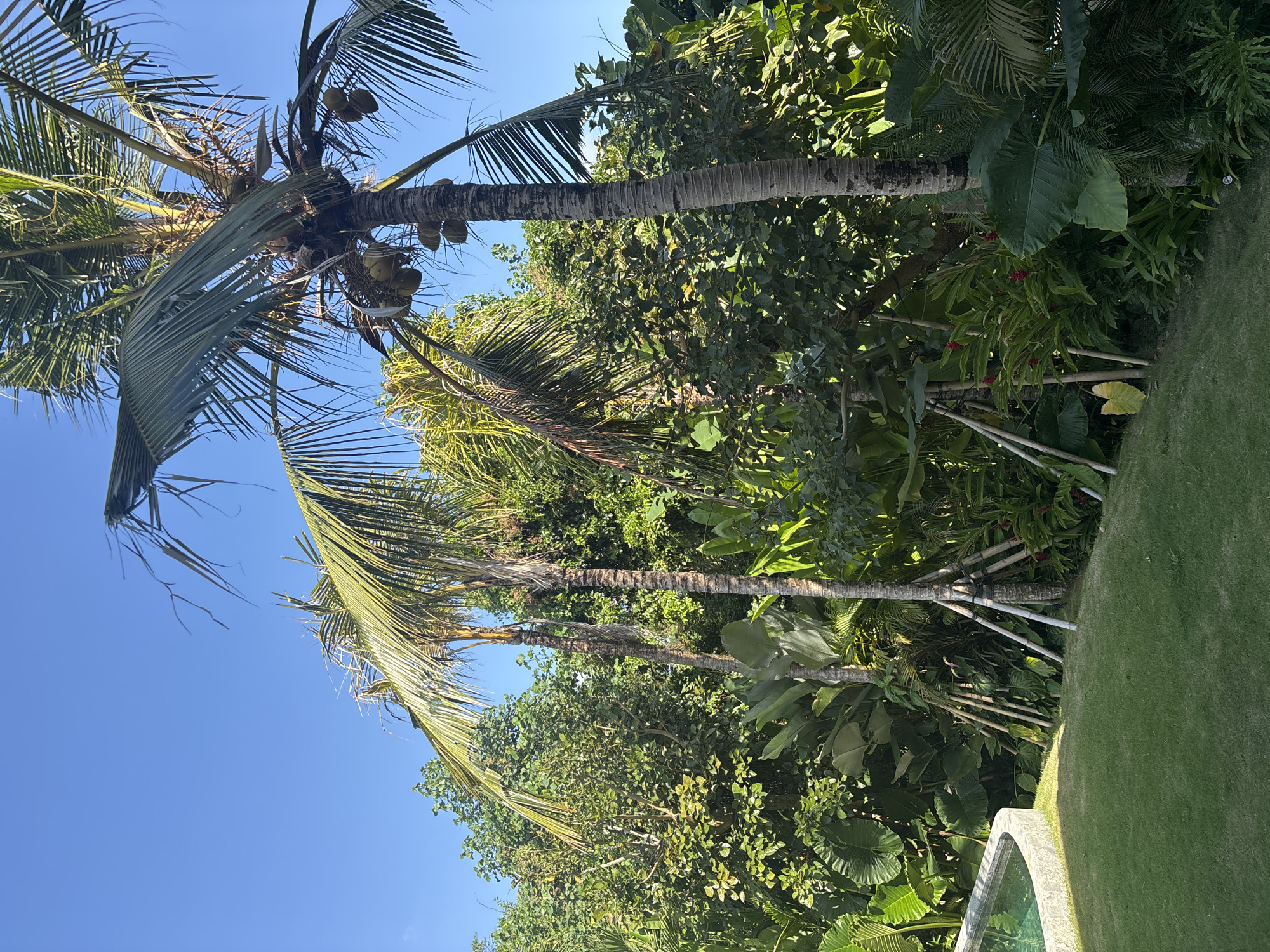 The image shows a lush tropical garden with a swimming pool in the foreground, located in Mengwi, Indonesia. The garden is filled with dense green foliage, including large palm trees with coconuts and other tropical plants. The swimming pool has a curved edge and is filled with clear blue water. The sky above is a clear, bright blue. The overall scene suggests a serene and picturesque tropical setting.