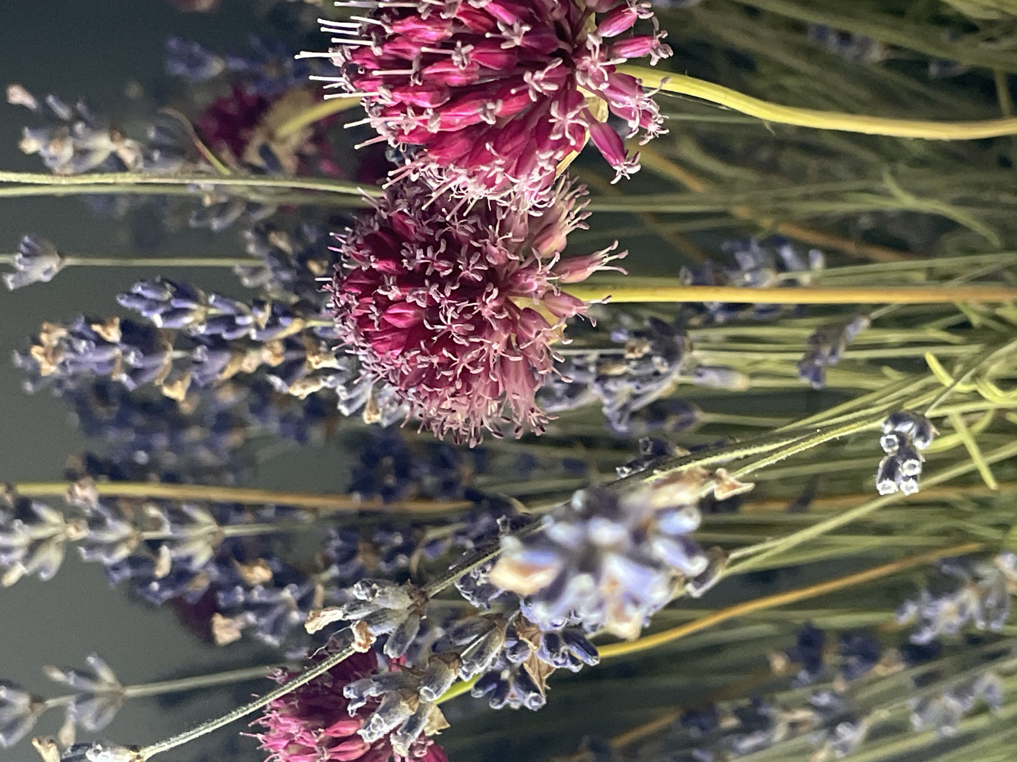 A close-up, shallow depth-of-field photograph captures a bouquet of dried lavender and bright pink allium flowers. The lavender stalks are laden with small, pale purple florets, some appearing dried and faded, interspersed with the more vibrant, spherical blooms of the allium. The allium flowers, a deep magenta with delicate white stamens protruding, dominate the foreground. Their star-shaped florets are clustered tightly together, creating a textured, almost spiky appearance. The stems are thin and yellow-green, supporting the weight of the flower heads. The background is a soft blur of muted greens and purples, suggesting a darker, possibly indoor, setting. There are no people or animals present, and no specific identifying features of Herceg Novi, Montenegro are visible in this arrangement of flowers.