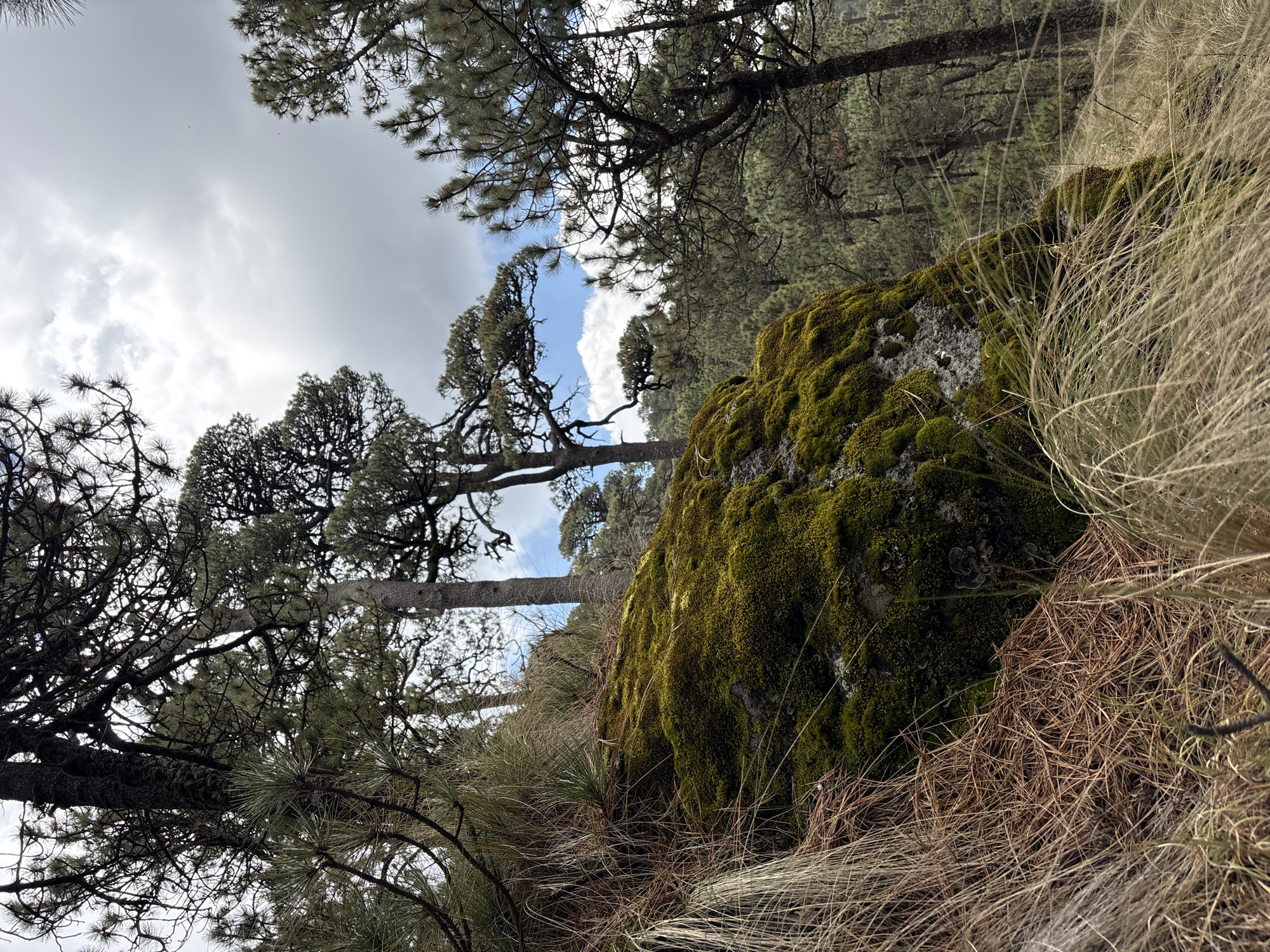 The scene is a forest landscape in Izta-popo, Mexico. A large, moss-covered rock is prominent in the foreground. Dry, beige grasses surround the base of the rock. Tall trees with dense branches fill the frame. The sky is visible through gaps in the tree canopy, showing a mix of light blue and grey clouds.