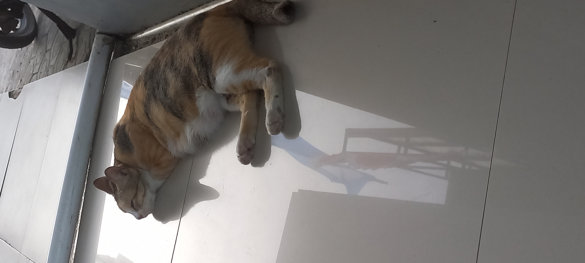 A calico cat is sleeping on a white tiled surface, possibly outdoors. The cat is facing left, with its head resting on its paws. Sunlight is casting a strong shadow of the cat on the ground. In the background, a motorcycle tire and part of a motorcycle are visible, along with a brick-patterned surface. The scene appears to be in a public area of Melayu, Indonesia, given the presence of outdoor elements and common urban features.
