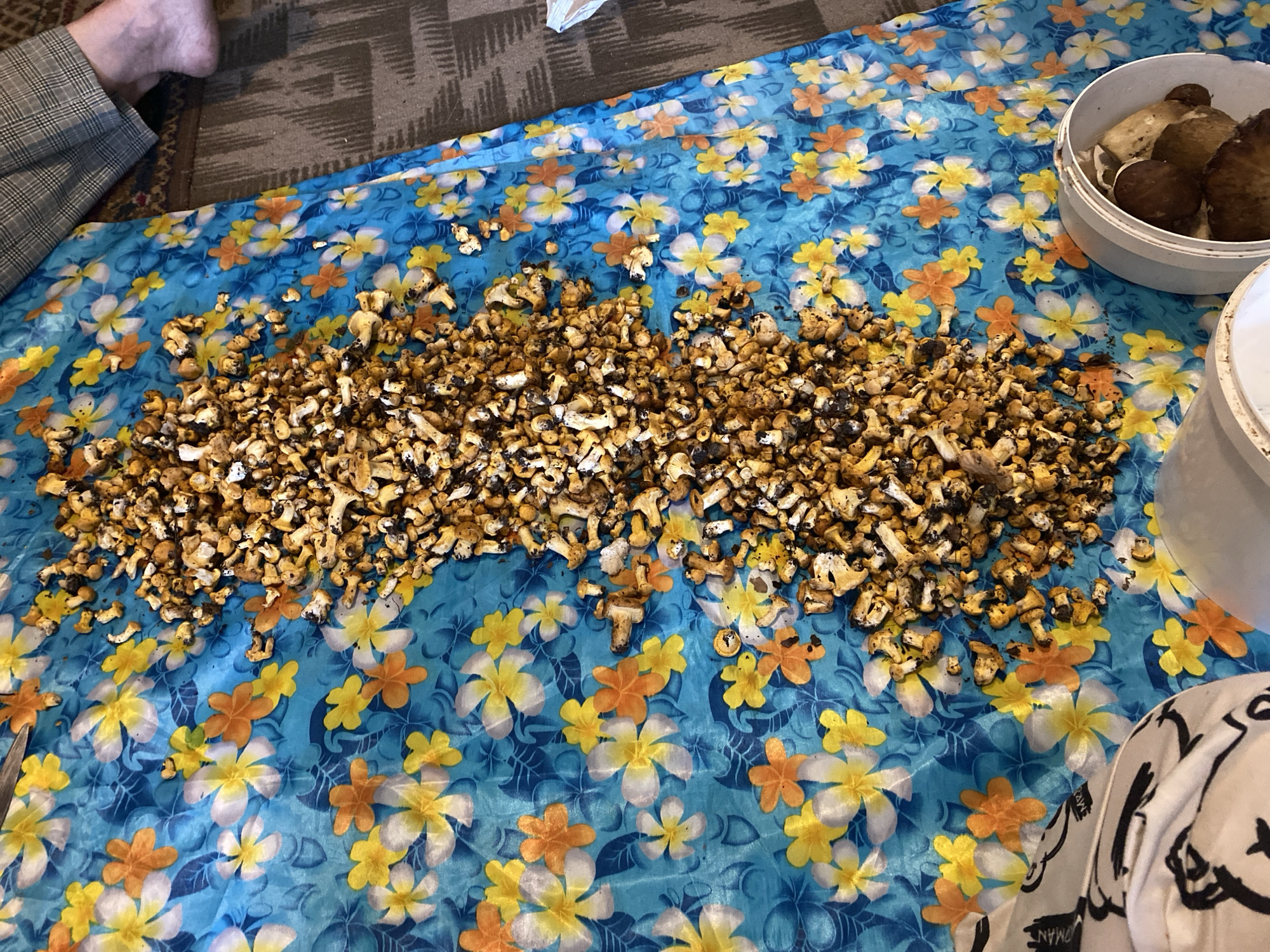 A pile of small, chopped mushrooms lies on a bright blue cloth with a floral pattern. The cloth is spread on a textured brown floor. To the right of the mushrooms, a portion of a person's leg and foot, clad in a plaid-patterned garment, is visible. There are two white containers in the lower right corner of the image. One container is mostly visible and contains large, whole mushrooms. The other container is partially visible. This scene is located in Ihnatpil, Ukraine.