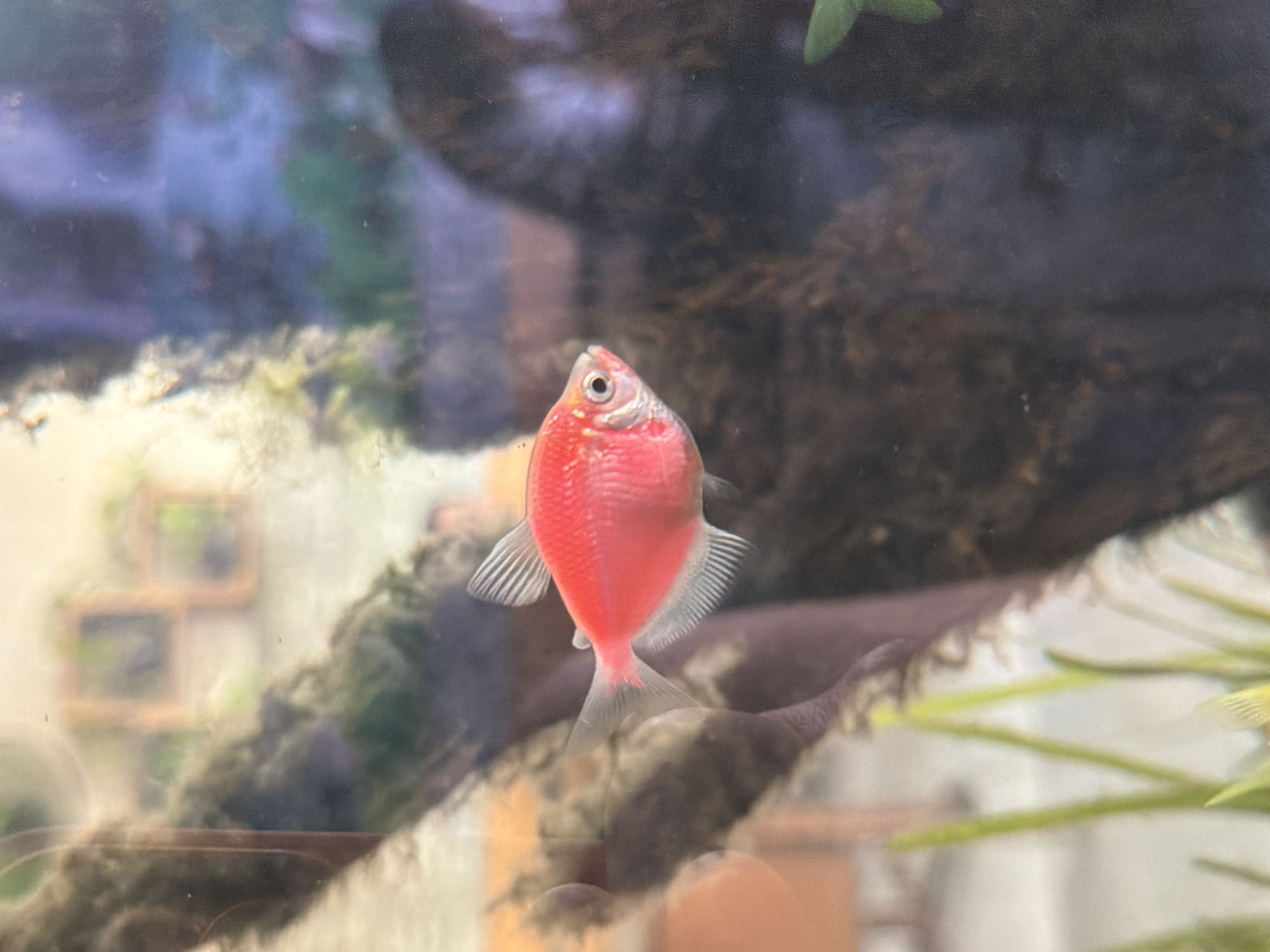 A neon pink, genetically modified GloFish Tetra is swimming in a freshwater aquarium. The fish is positioned in the center of the frame, facing left, with its fins extended. The background is blurry and shows aquarium decorations, including what appears to be driftwood and some green aquatic plants. The lighting suggests an indoor setting. The image does not provide any information about the city of Tay Nha Trang Ward, Vietnam.