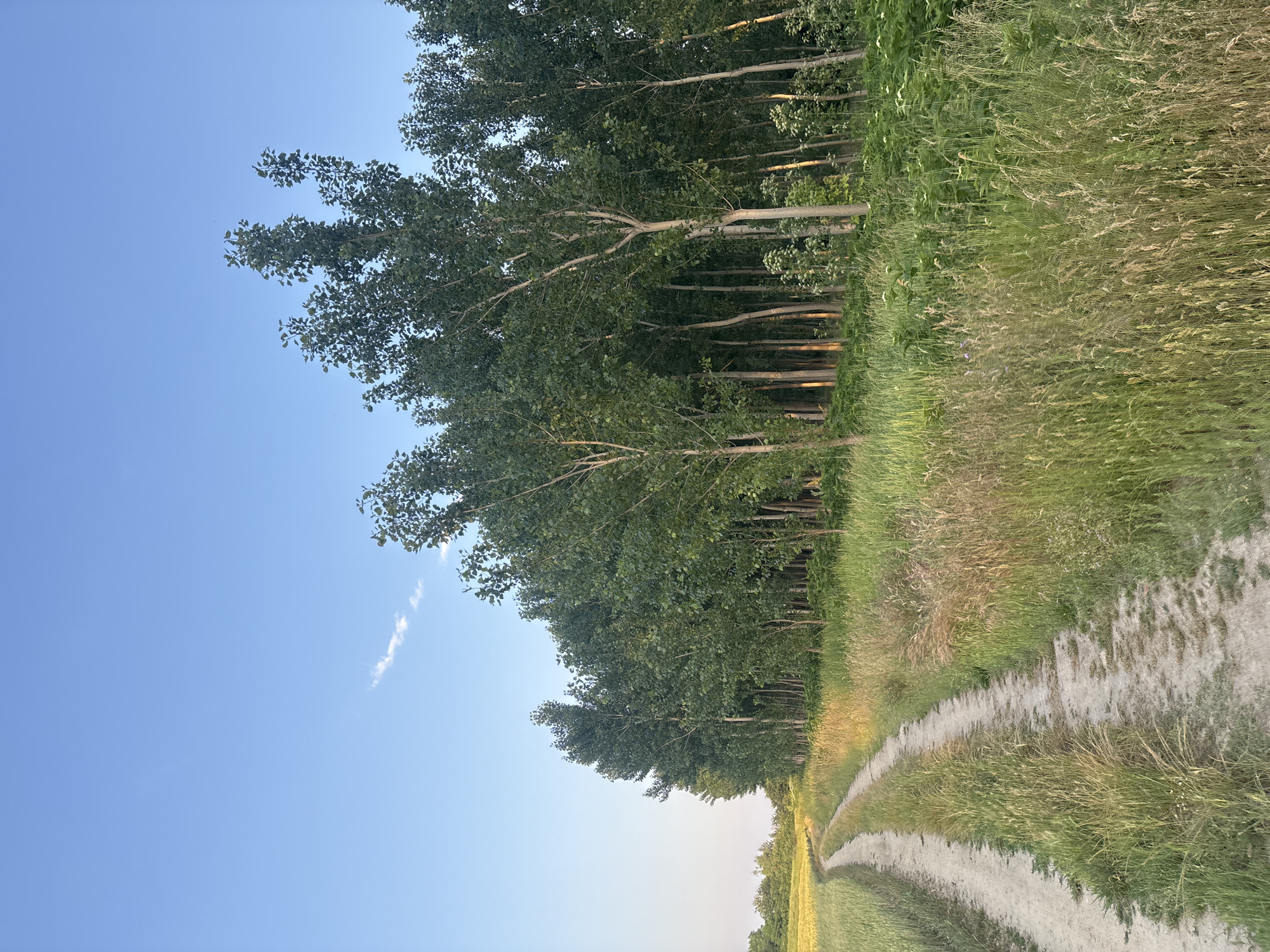This image, captured in Chernichevo, Bulgaria, displays an unpopulated rural landscape under a clear, light blue sky with a single wispy white cloud in the upper left quadrant. A light-colored dirt path, approximately 1.5 meters wide, traverses from the lower left foreground, curving towards the center-right mid-ground. To the immediate left of the path is a field of light green crops, likely grain, extending into the distance. To the right of the path, dense wild grasses, exhibiting varied green and golden-brown hues, intermingle with flowering plants, some featuring small white blossoms. A contiguous line of tall, slender deciduous trees with green foliage borders the right side of the path, extending from the mid-ground into the background. The trunks of these trees are light-colored, with several displaying a golden luminescence on their lower sections, suggesting late afternoon or early evening lighting conditions. No human or animal subjects are present.
