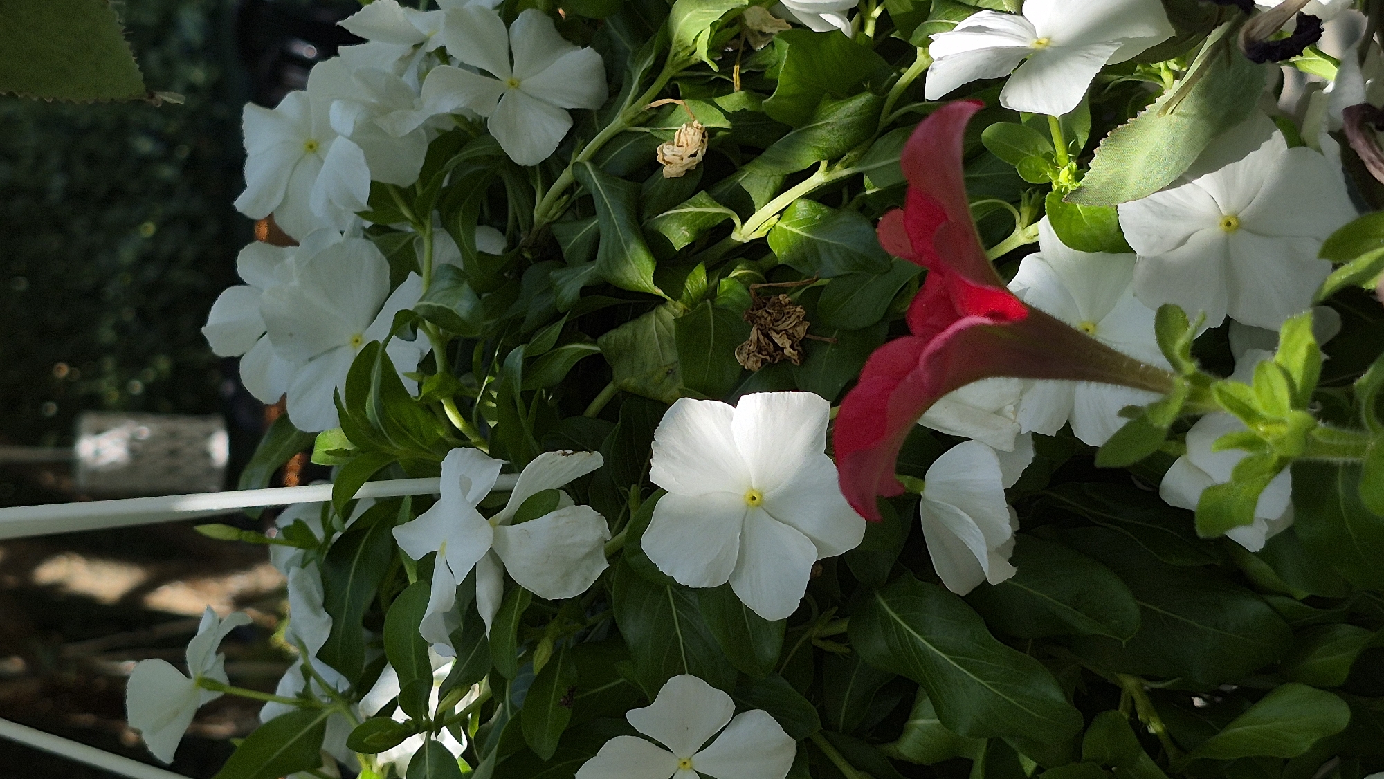 In the city of Unknown, Unknown, a close-up, vertical shot captures a lush arrangement of white vinca flowers, interspersed with vibrant green leaves. The foreground is dominated by the smooth, velvety petals of a large, crimson petunia, its trumpet-shaped bloom partially obscuring the white flowers behind it. Sunlight filters through the foliage, casting dappled shadows and highlighting the delicate textures of the petals and leaves. In the blurred background, a white lantern hangs from a white pole, adding a touch of decorative element to the natural setting. The overall scene evokes a sense of natural beauty and tranquility, with a hint of man-made charm.