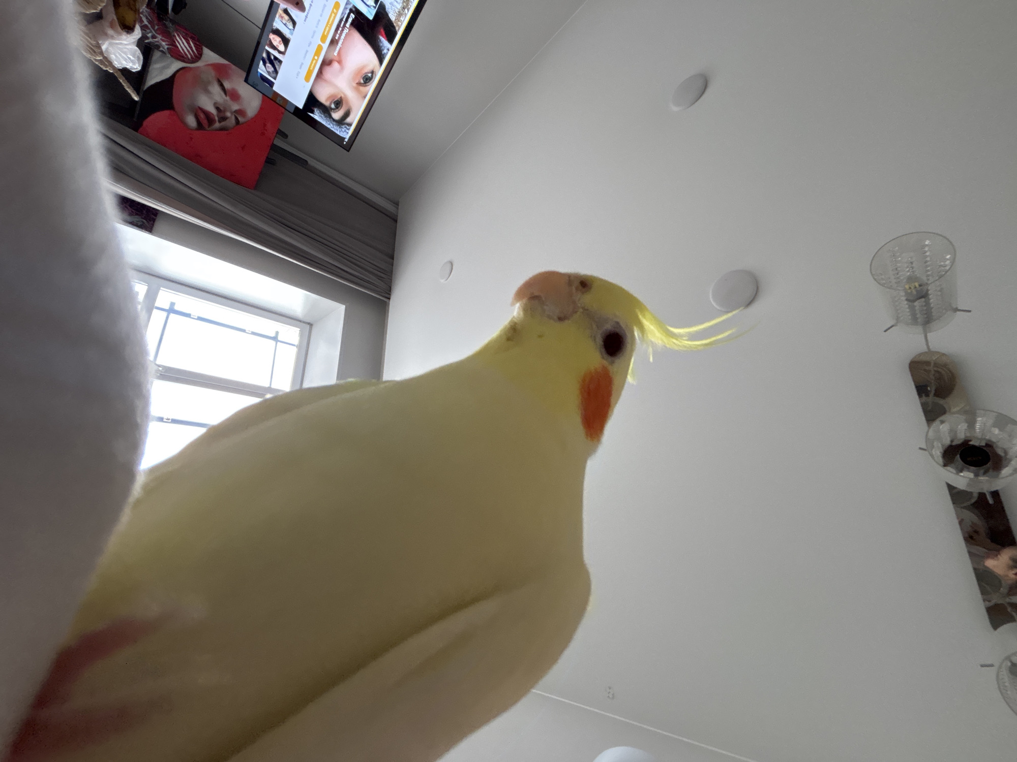 A low-angle indoor shot shows a cockatiel bird in the foreground, its pale yellow body filling much of the frame. The bird's head is tilted slightly, showing an orange cheek patch and a small crest of yellow feathers. In the background, a window is visible on the left, and a television screen displays a person's face. Above the bird, the ceiling is visible, with recessed lighting and a decorative chandelier hanging from it on the right. Based on the language on the TV screen, the location is possibly in Krasnoyarsk, Russia.