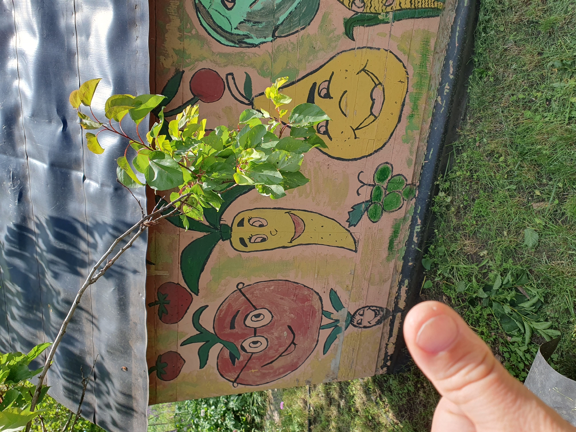 A thumb is partially visible in the lower left foreground, indicating a person's presence. The main subject is a rustic, wooden structure, possibly a shed or a hive, adorned with colorful, hand-painted cartoon fruits and vegetables. The artwork includes a smiling tomato wearing glasses, a cheerful carrot, a happy pear, and a bunch of grapes. To the right, a portion of a green, round fruit, possibly a melon or cabbage, is visible, along with the top of a corn cob. The structure has a dark, possibly tarpaulin roof, and is weathered, with peeling paint evident at the base. Green foliage from a tree branch hangs over the top of the structure, casting shadows. The ground in front of the structure is covered with green grass and some scattered leaves and twigs. The scene appears to be outdoors, in a rural or garden setting. The image was captured in Novoivanivka, Ukraine.