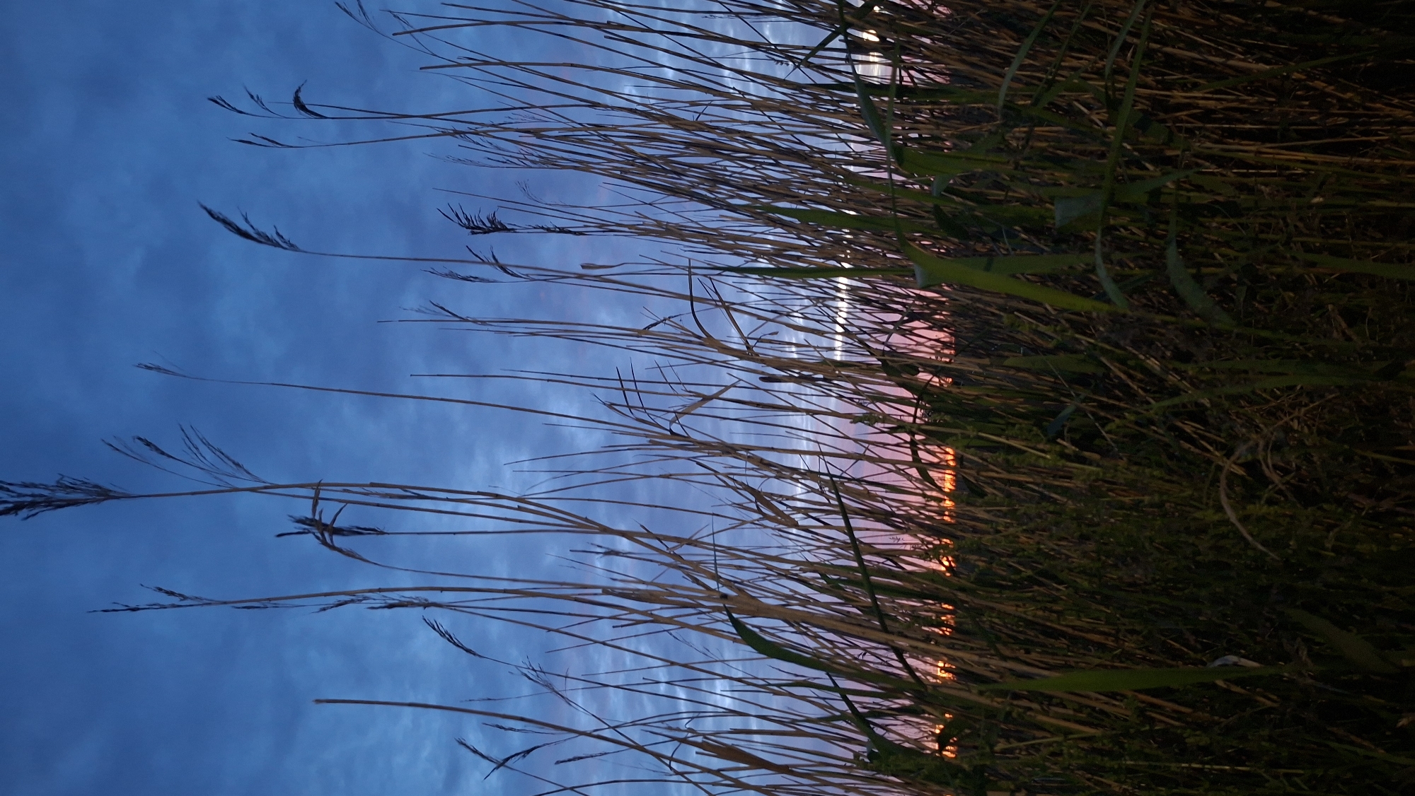 The image depicts a natural scene with tall, dry grasses and reeds in the foreground, silhouetted against a twilight sky. The sky transitions from a deep blue at the top to lighter shades of blue and pink near the horizon, indicating either dawn or dusk. The grasses are dry and wispy, some standing upright, others bending in the breeze. The lower portion of the image shows denser, greener vegetation. The lighting suggests it is low light conditions, possibly twilight or before sunrise/after sunset. The image does not contain any people, urban structures, or recognizable landmarks that would indicate a specific location within the city of Tallinn, Estonia. It is a purely natural landscape scene.