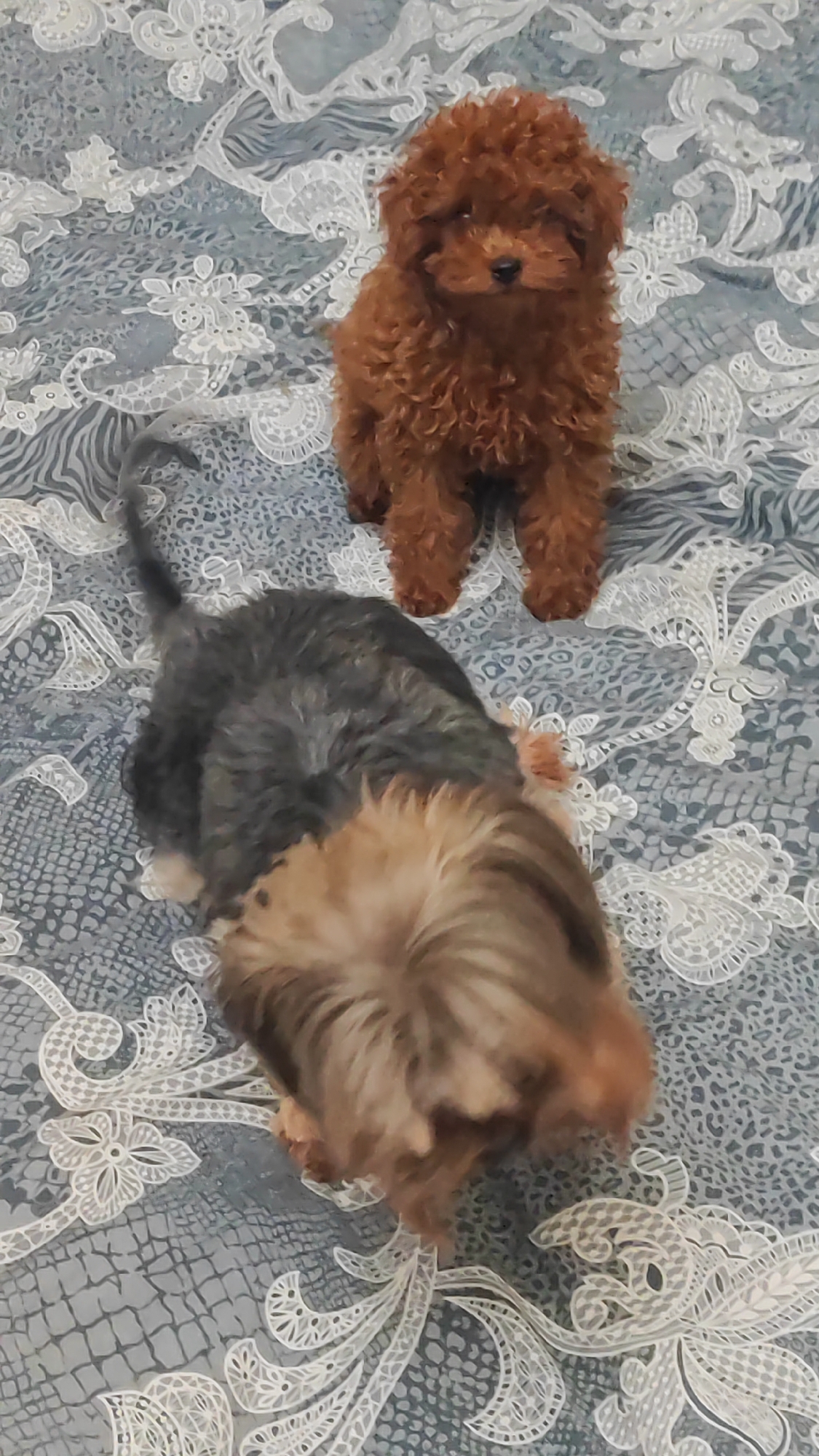 Two puppies are positioned on a bed with a patterned cover. In the upper portion of the image, a small, curly-haired brown poodle is seated and looking towards the camera. Below and to the left of the poodle, a puppy with grey and tan fur, possibly a Yorkshire Terrier, is facing away from the camera. Its head is turned downwards, and its body is angled towards the lower right of the frame. The bedding displays a repeating pattern of white floral designs on a dark blue or grey background. The lighting suggests an indoor setting. There is no identifiable information in the image to indicate a specific location in Sochi, Russia, or any other city.