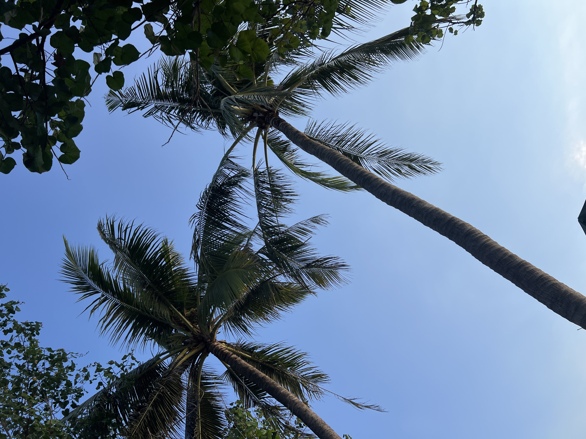 The image, taken in Kuta, Indonesia, captures a low-angle view of two palm trees against a clear blue sky. Lush green foliage from other trees frames the scene from the top and right. The rough texture and gray-brown color of the palm tree trunks are visible, with their fronds extending upwards and outwards. The bright, cloudless sky suggests a sunny day.