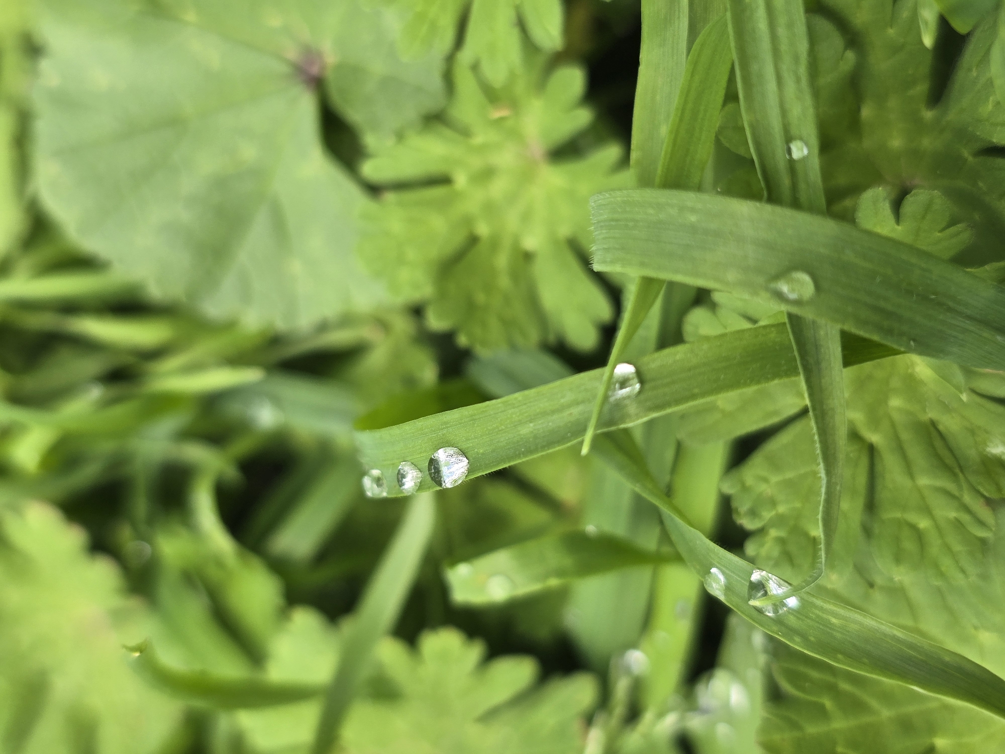 The image shows a close-up of blades of grass with water droplets clinging to them. Various green, leafy plants are visible in the background, contributing to an overall verdant scene. The location is Unknown, Unknown.