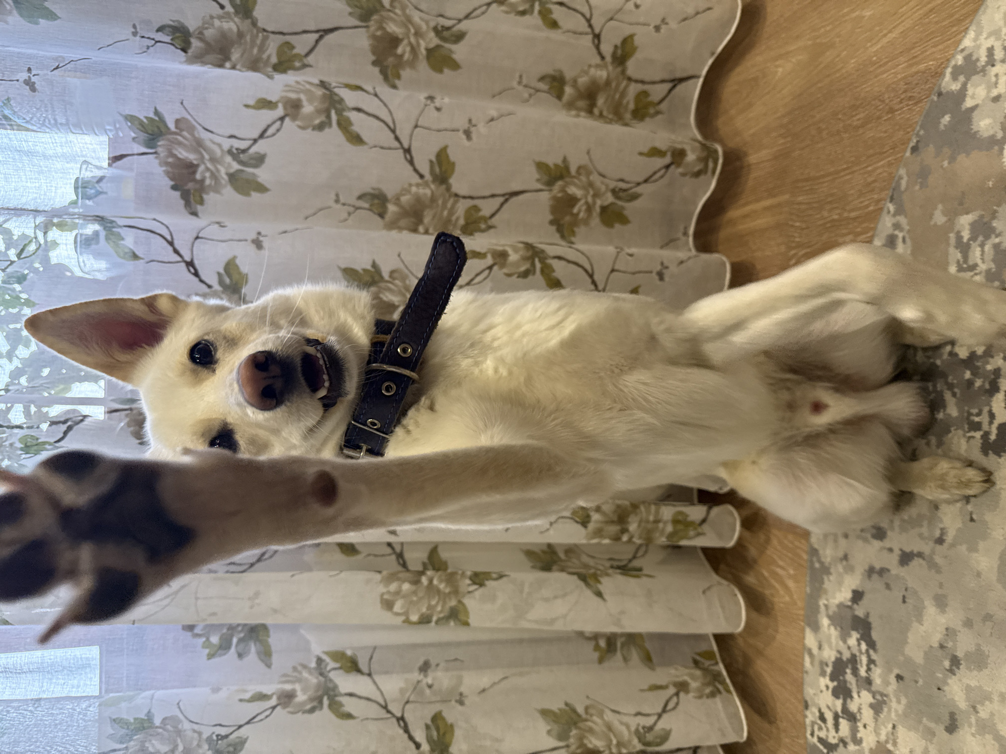 A medium shot shows a light-colored dog standing on its hind legs and reaching its front paw towards the camera. The dog has dark eyes, a pink nose, and appears to be wearing a dark collar with metal accents. It is positioned in front of a window with floral curtains. The floor is made of wood and there is a patterned rug beneath the dog. The dog's expression is energetic, with its mouth open and tongue visible. The background is softly lit by natural light coming through the window. The specific location within Марковский, Russia is not discernible from the image.
