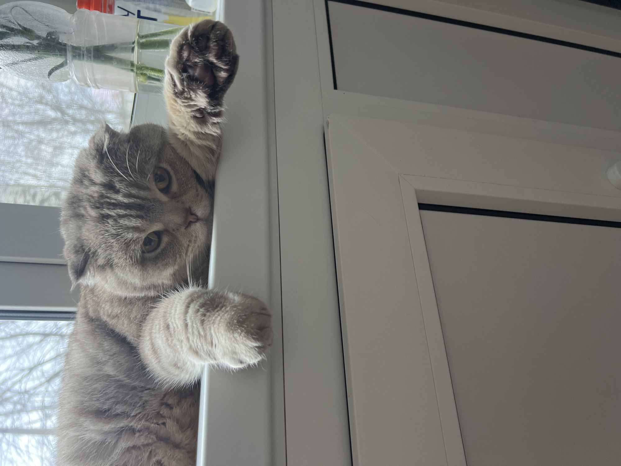 A gray Scottish Fold cat is hanging onto a white door frame. The cat is positioned vertically, with its head and upper body visible, and its paws gripping the frame. The cat has round, yellow eyes and folded ears, a hallmark of the breed. A window with several bottles on the sill is located behind the cat. The location is Chaikovsky, Russia.