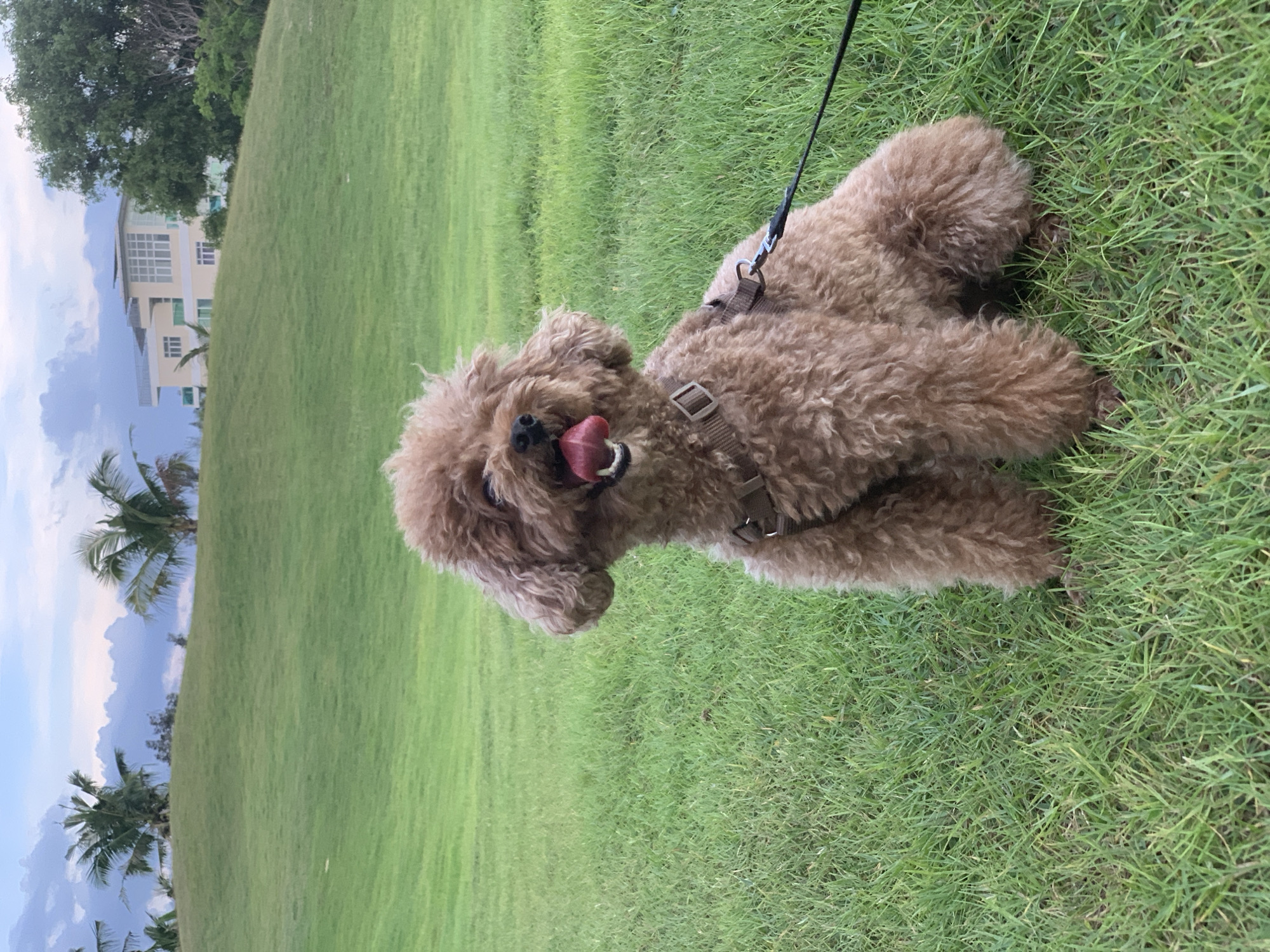 A fluffy brown poodle wearing a harness sits on a lush green lawn in Phu Thuy Ward, Vietnam. The dog's mouth is open, with its tongue visible, suggesting it might be panting or happy. In the background, a gentle slope of manicured grass leads up to a building with a modern architectural style, featuring large windows and a light-colored facade. Palm trees are scattered across the landscape, and the sky is filled with dramatic clouds. The overall setting appears to be an outdoor recreational area, possibly a park or a well-maintained estate. The image captures a serene moment with the dog as the central subject against a picturesque backdrop.