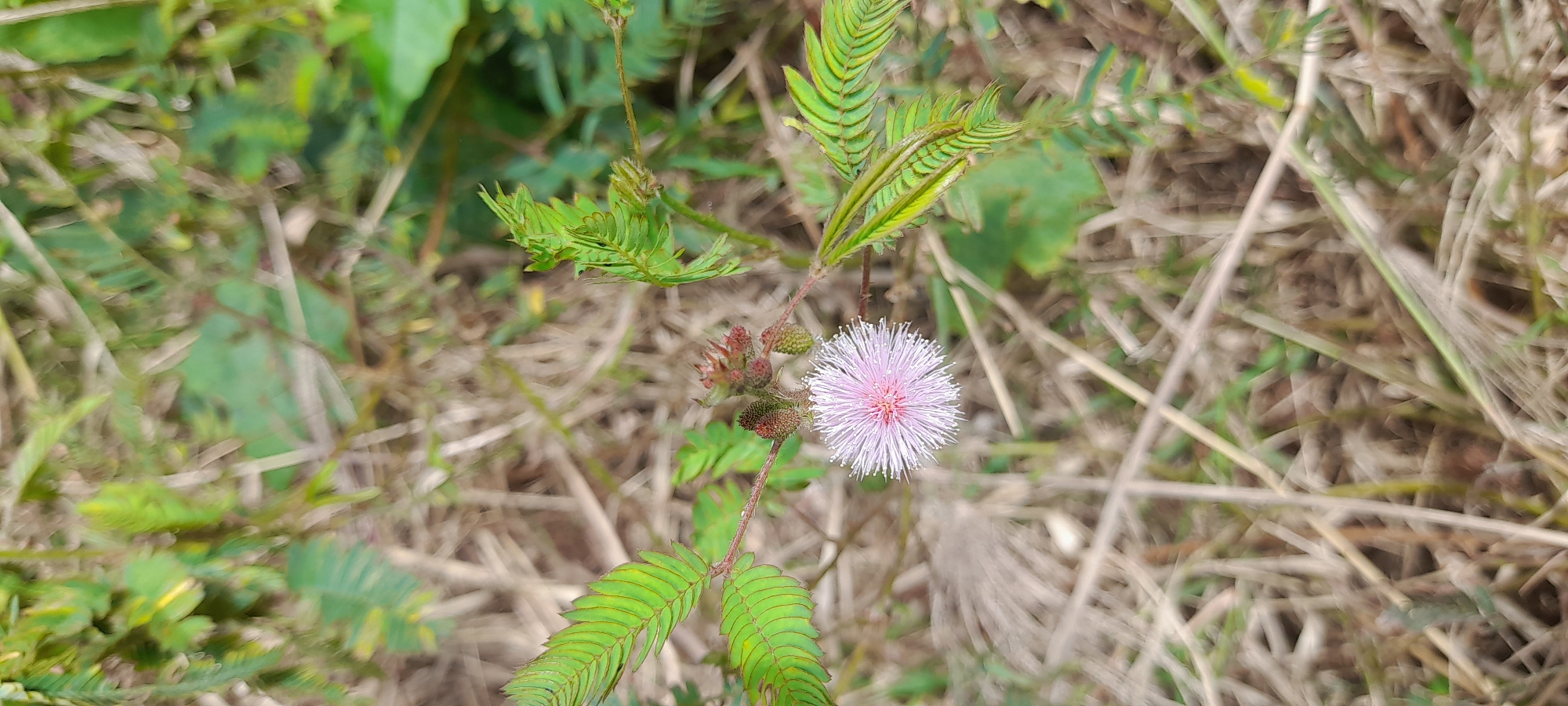 The image shows a close-up of a Mimosa pudica plant, commonly known as a sensitive plant or touch-me-not. The plant has characteristic compound leaves with leaflets that fold inward when touched or disturbed. A spherical, pink and white flower head is visible. There are also immature, prickly seed pods. The plant grows in an area with dry grasses and other vegetation. The location is Buketteukuh, Indonesia.